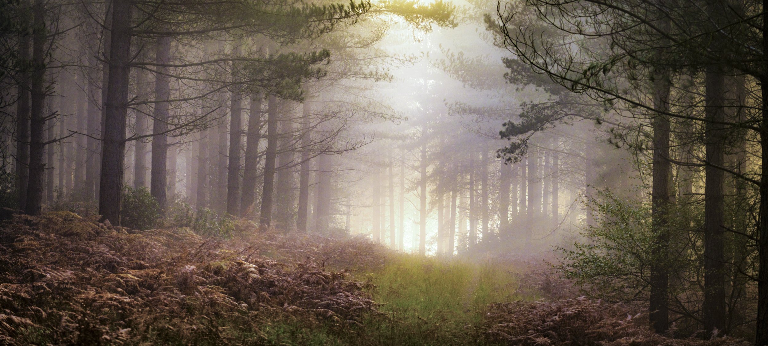 If you go down in the woods today...- A lovely misty winter's afternoon that just reminded me of the words of the song The Teddy Bears Picnic.