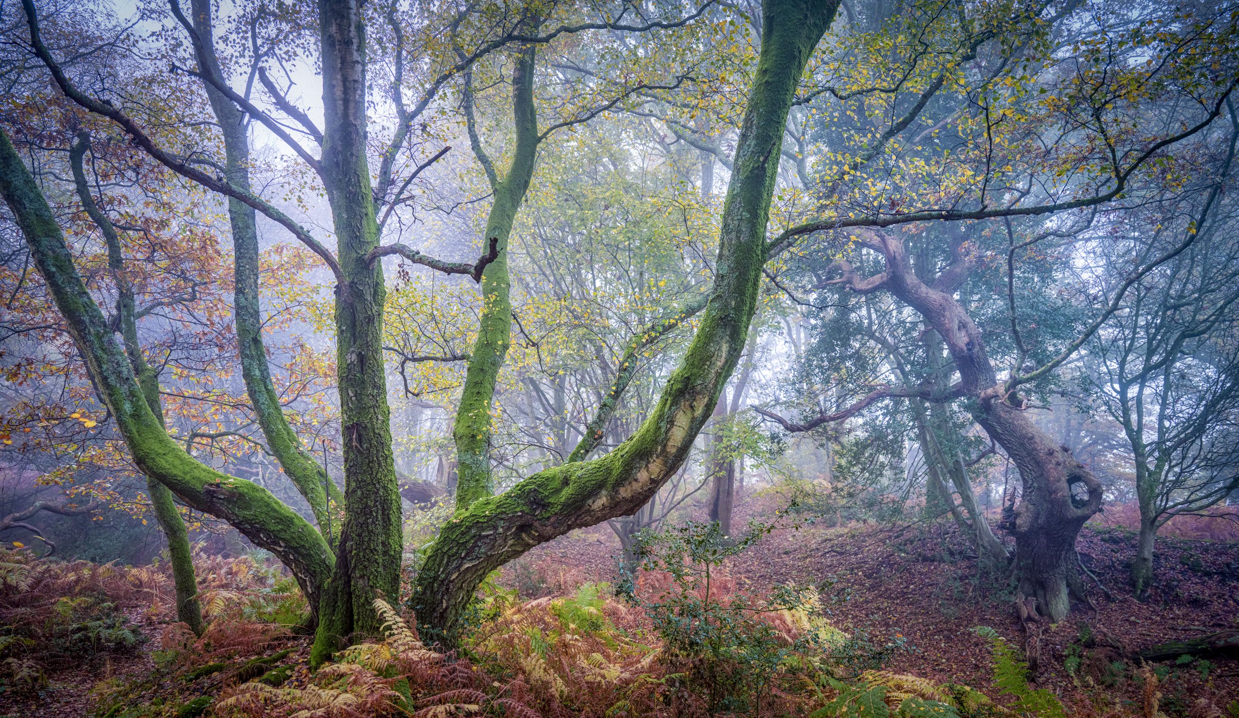 Reach for the Sky - 6 tree trunks bend and reach skywards. I love the unusual shape of the tree and also the gnarly oak behind it to the right which seems to have a face with a gaping mouth - the arboreal version of Edvard Munch's : The Scream.