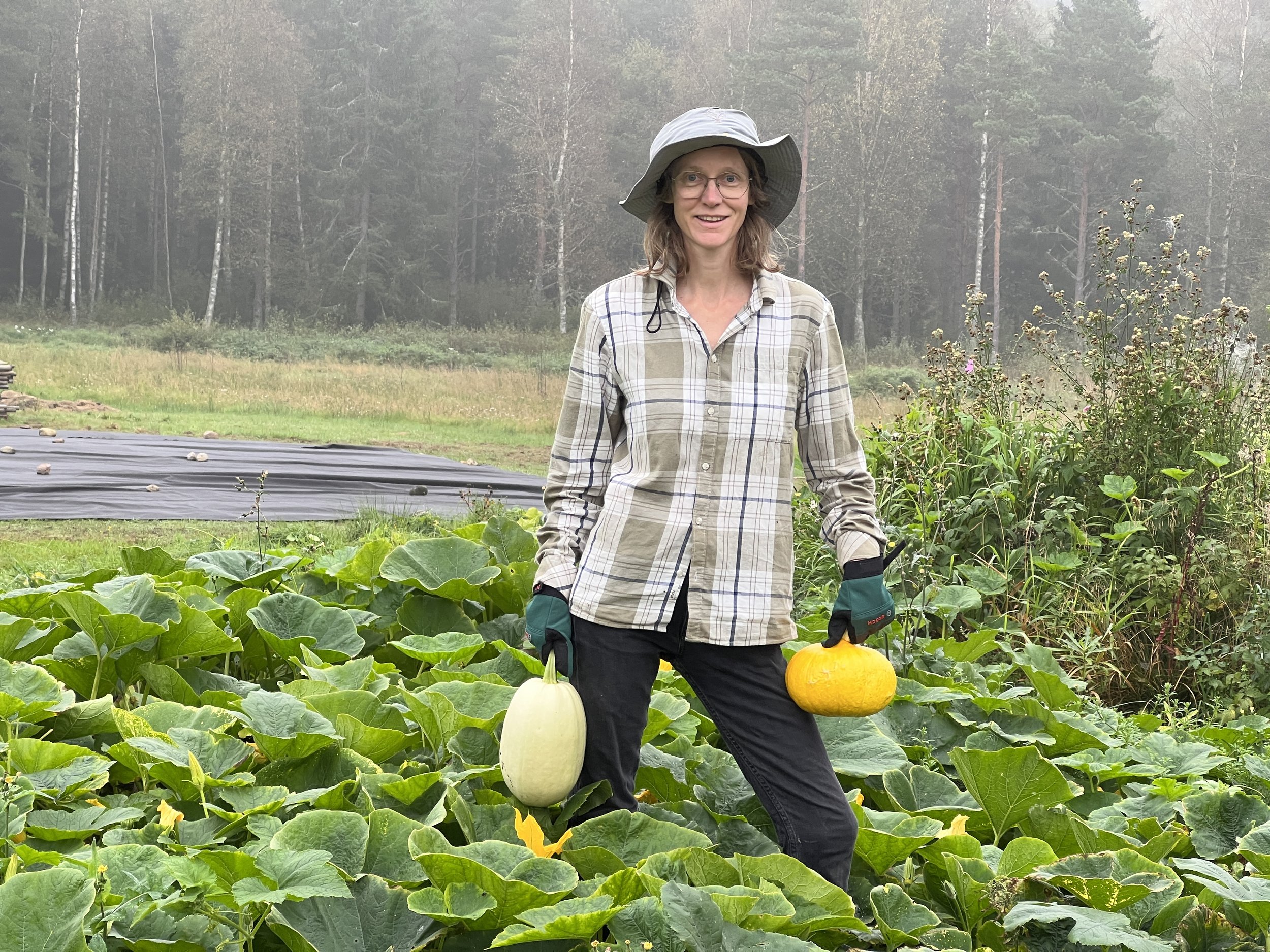 Pumpamarken på Dammhagen, vi odlar olika varianter, alle mycket goda att äta