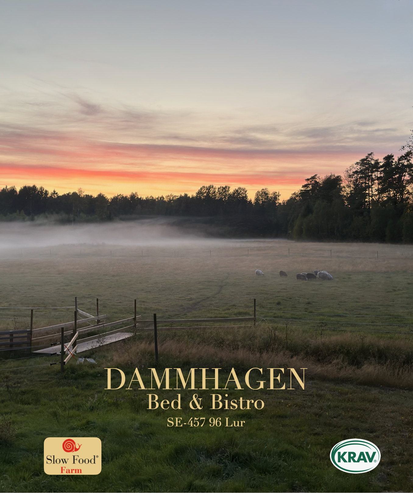 A scenic sunrise or sunset over a rural landscape with a foggy field, grazing sheep, and a fence in the foreground. The sky has soft pastel colors. Text overlays read "DAMMHAGEN Bed & Bistro SE-457 96 Lur" and logos for Slow Food Farm and KRAV.