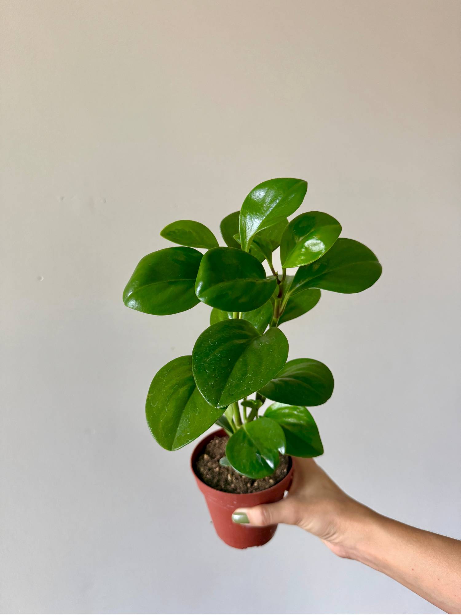 4" Peperomia Rubber Plant