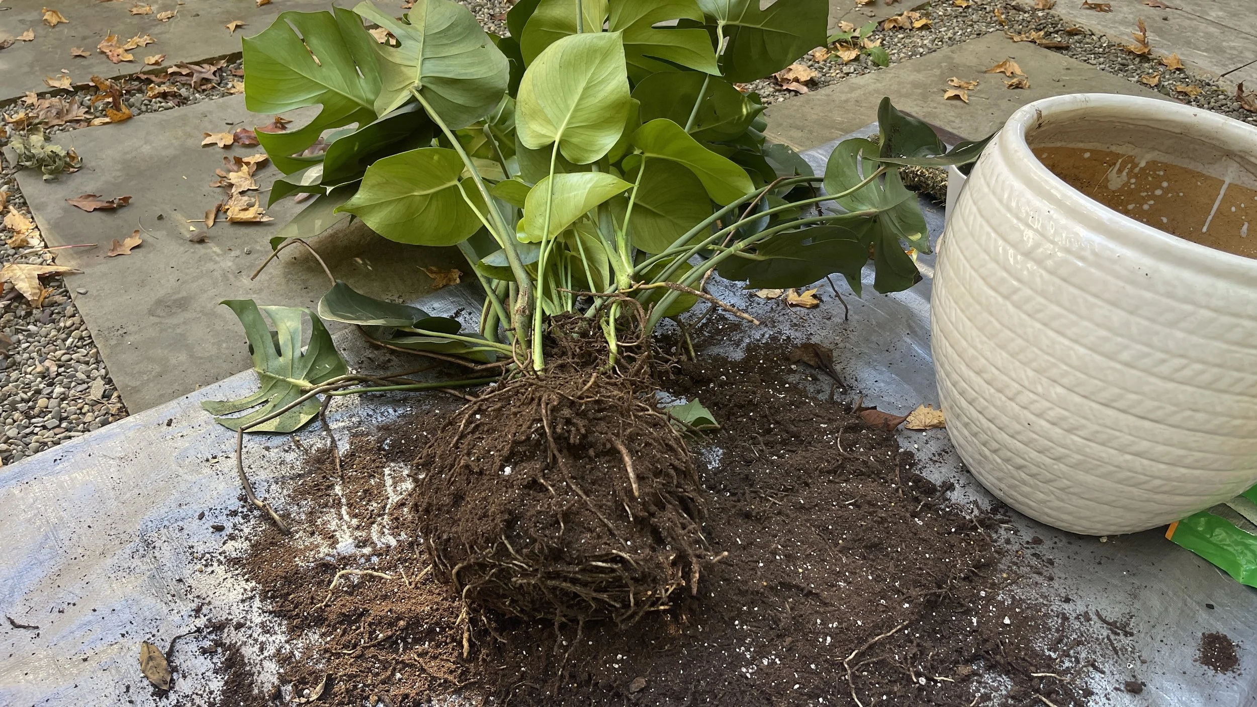 Winter Tips for Plant Parents!