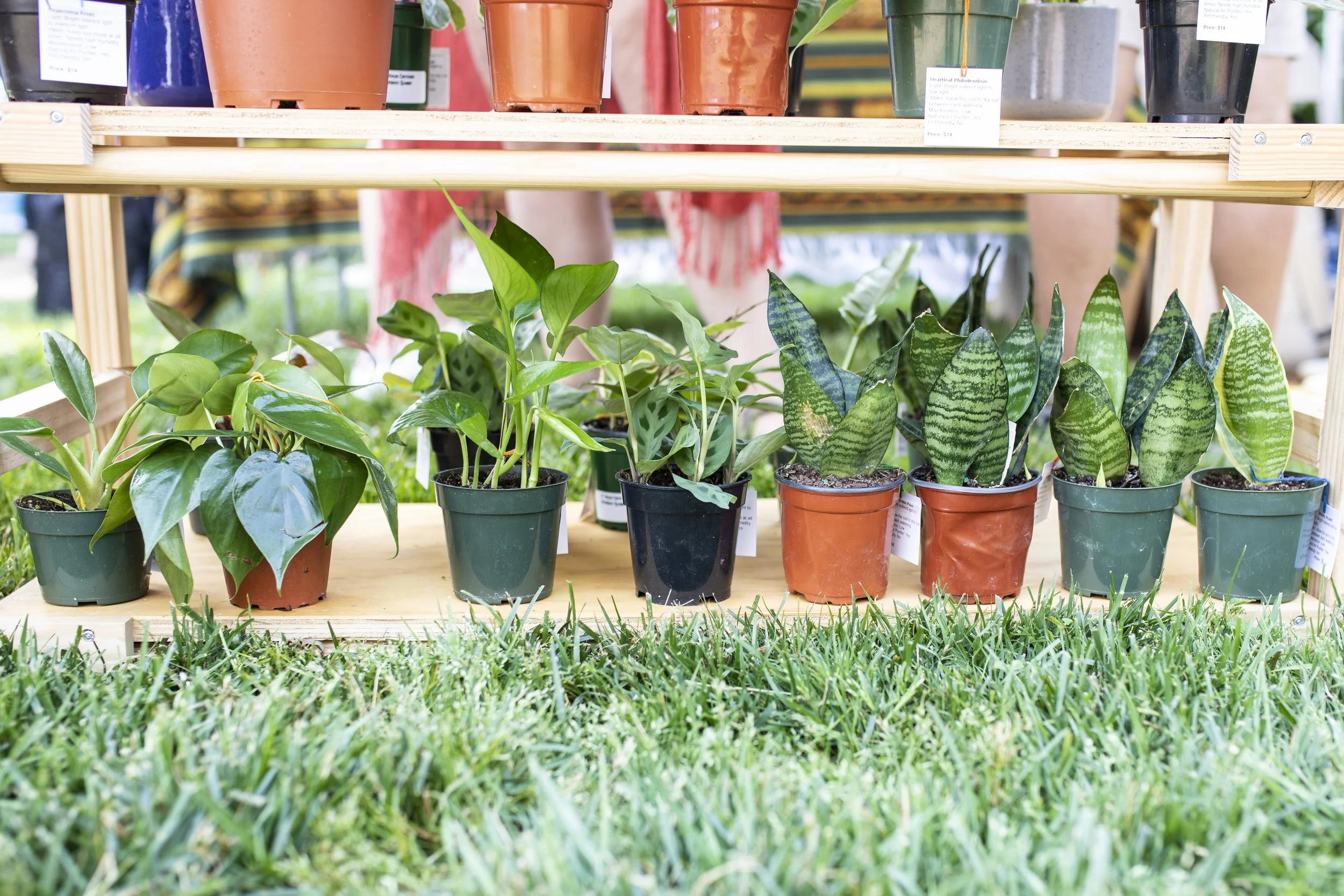 How to Find the Right Light for Your Plants - Made Easy!