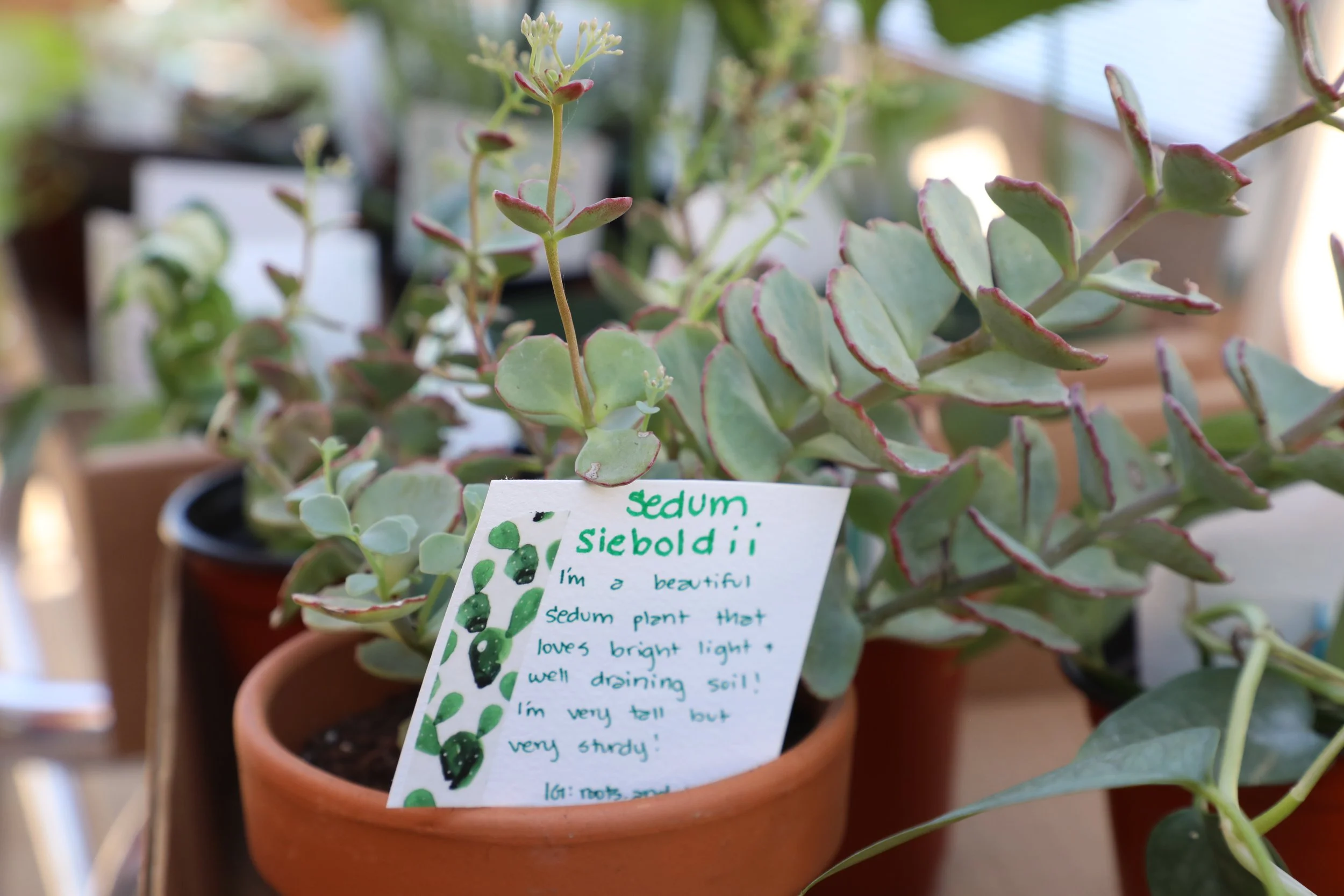 plant swap charlotte 8.JPG