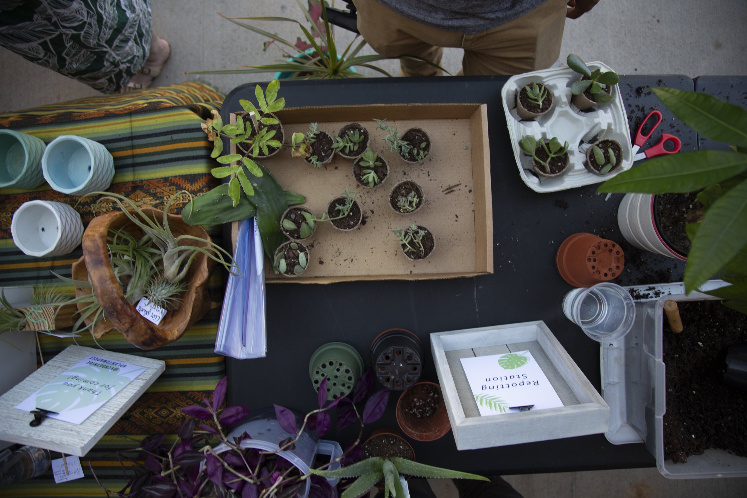 plant swap charlotte 6.jpg