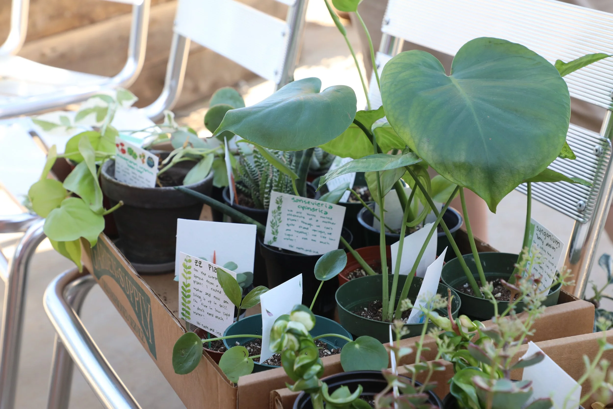 Plant swap charlotte 1.JPG