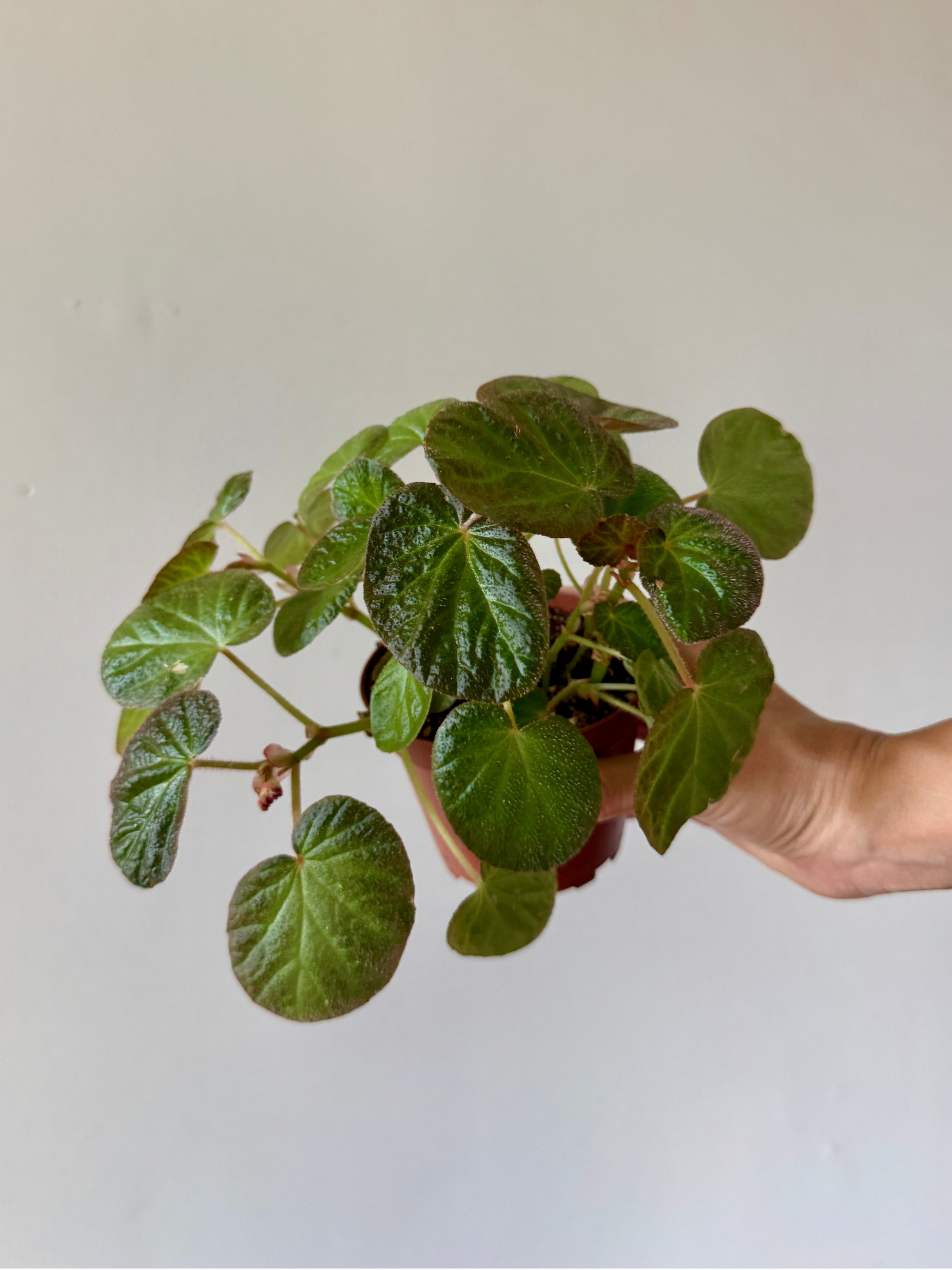 4" Begonia Manaus
