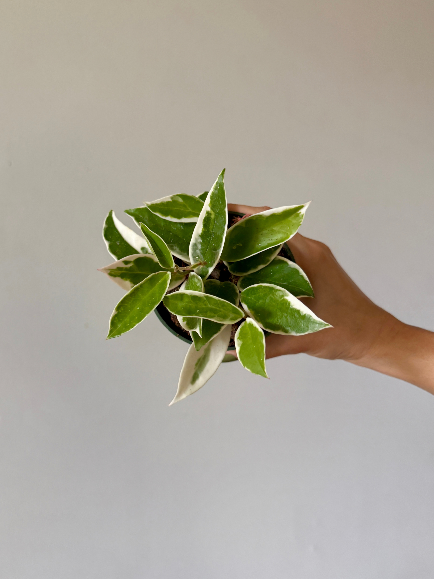 4" Hoya Krimson Queen