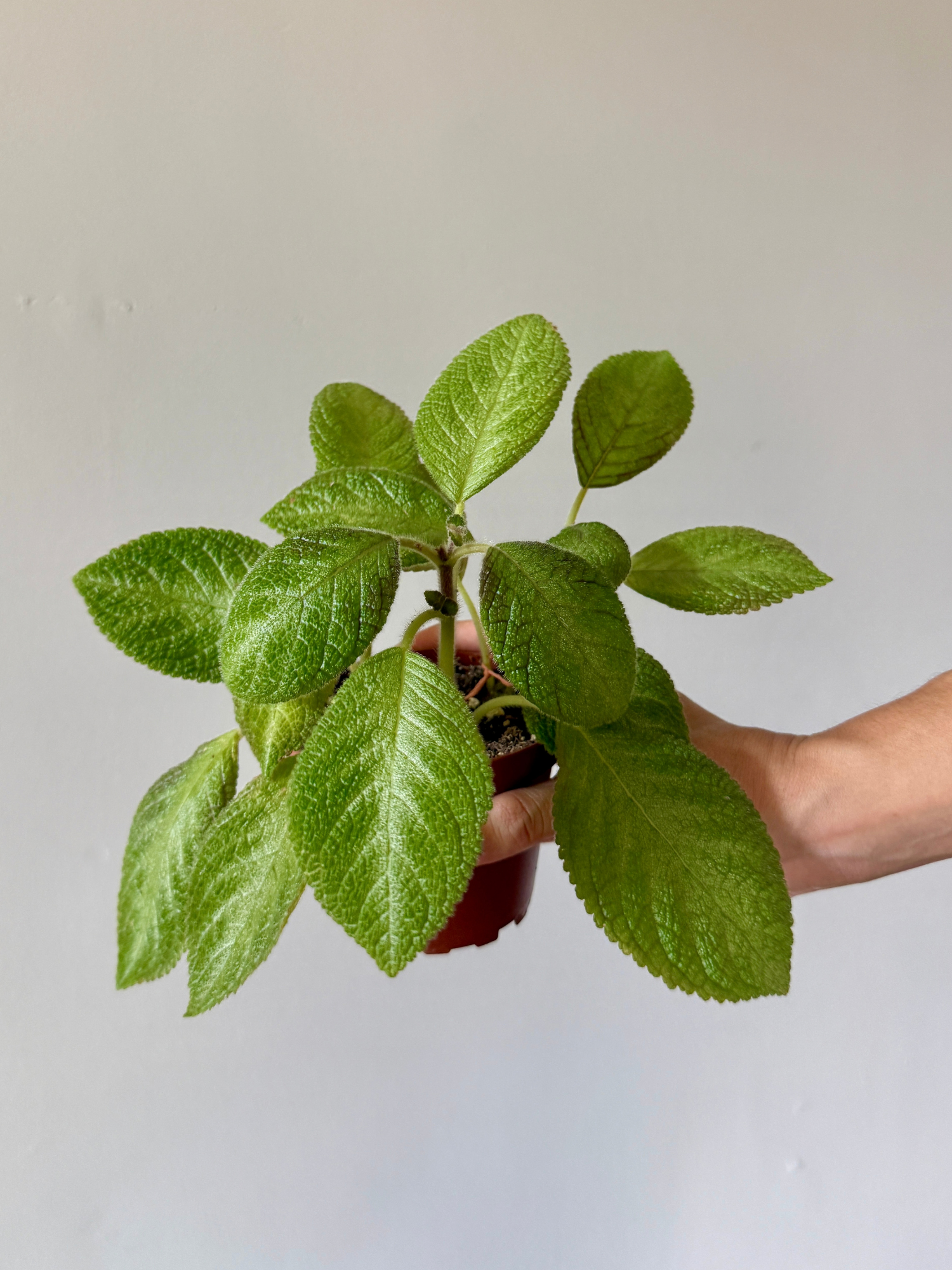 4" Episcia Lemon