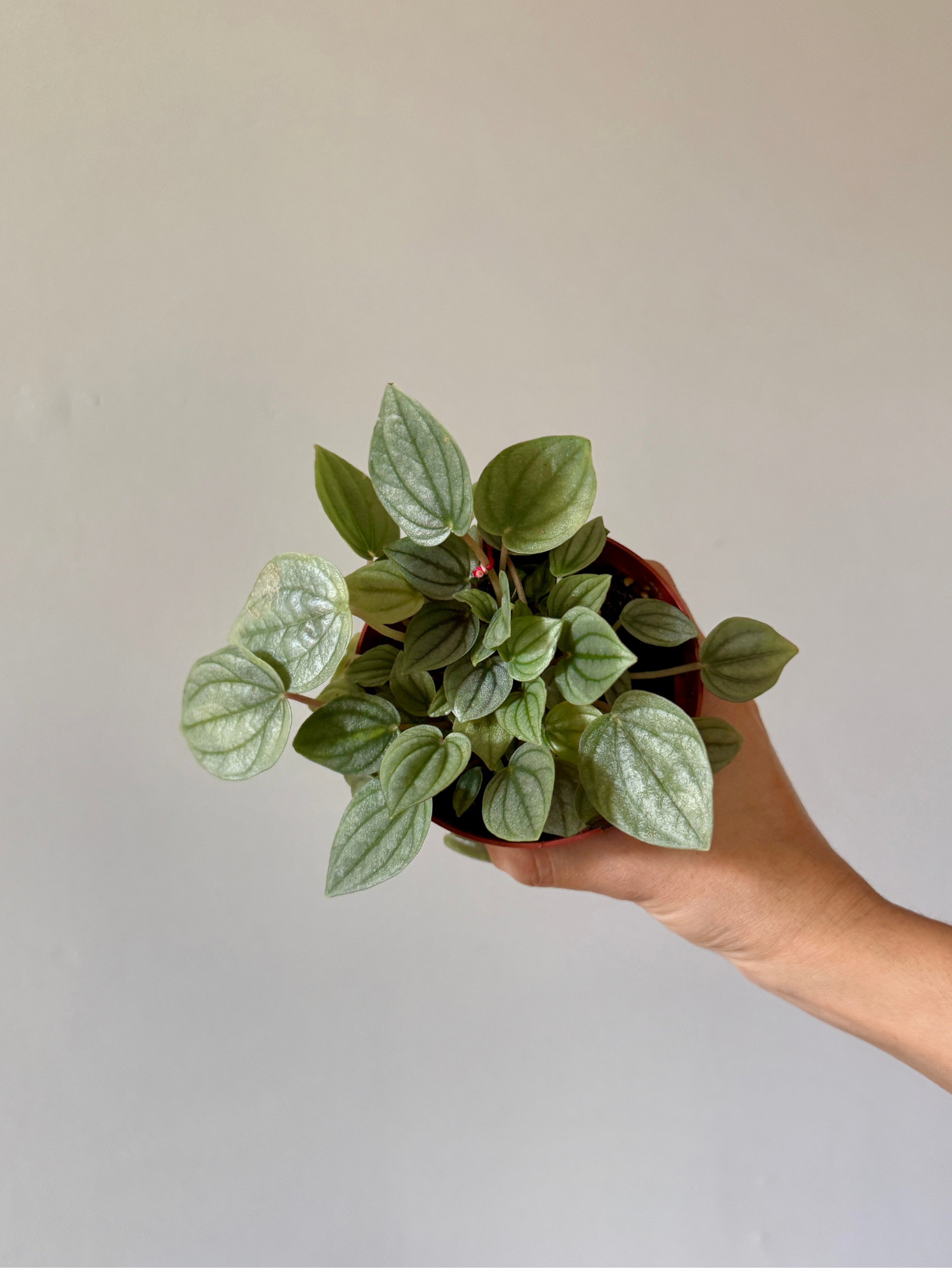 4" Peperomia Napoli Nights