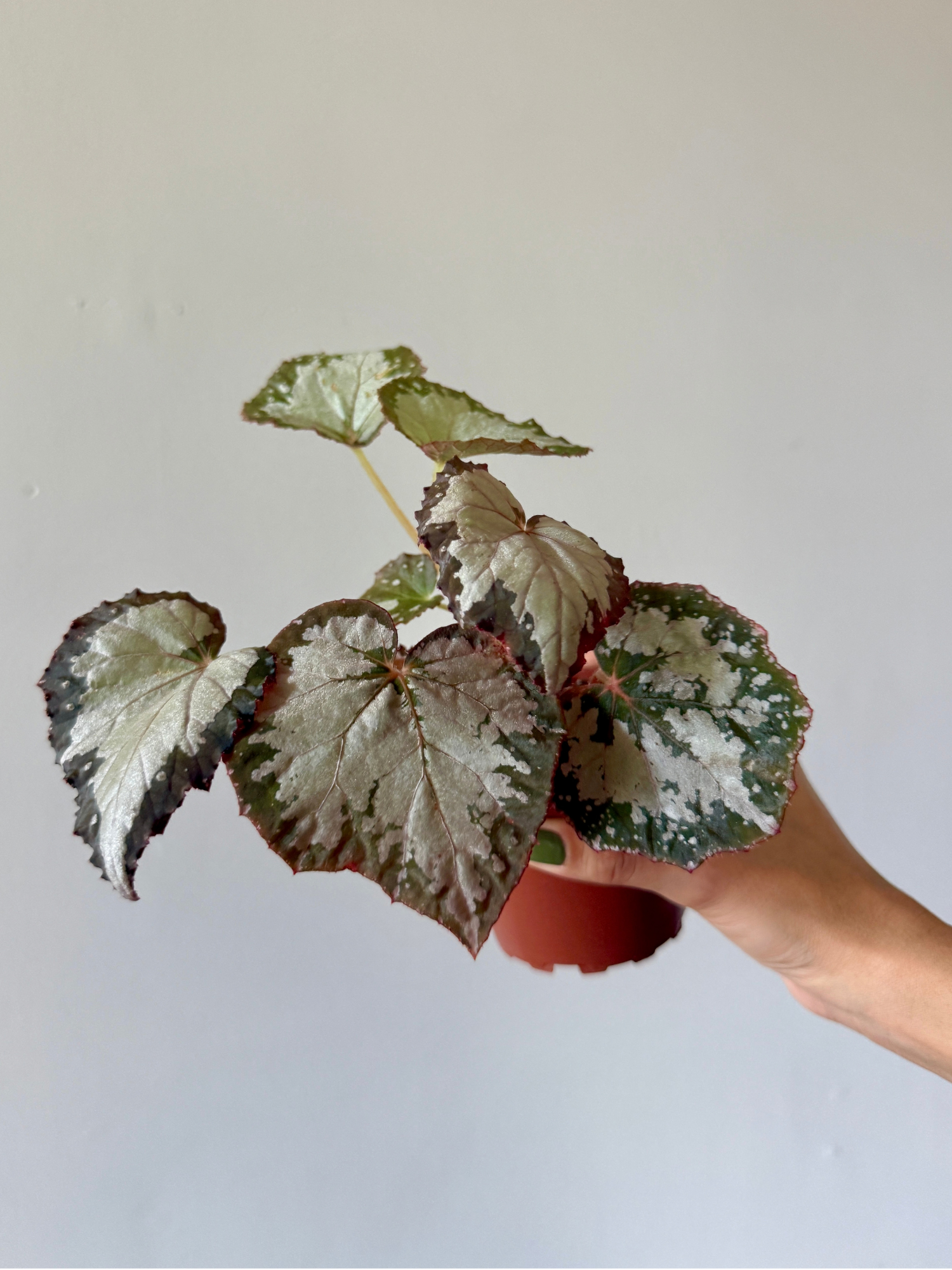 4" Begonia Winter Twilight