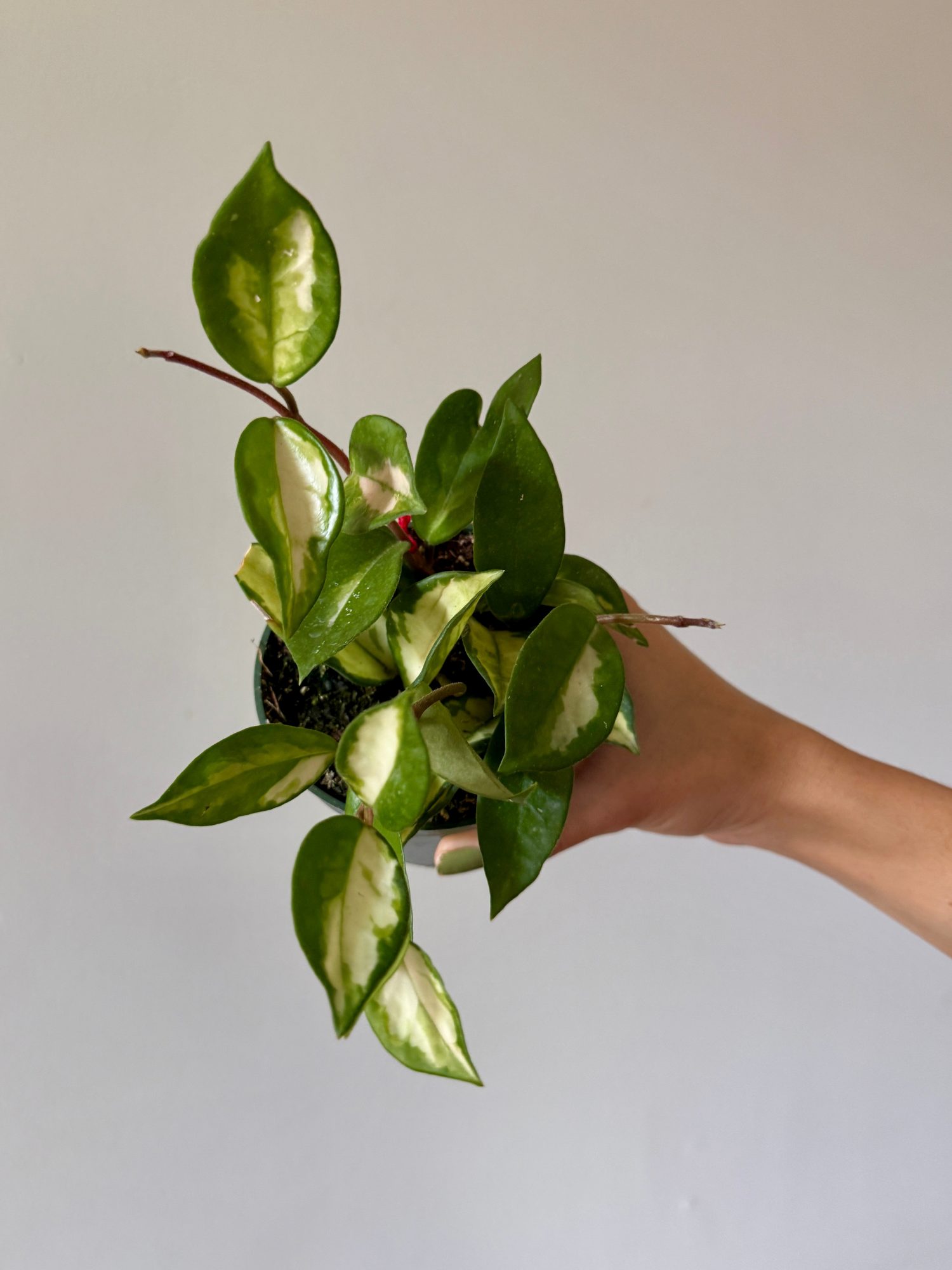 4" Hoya Krimson Princess