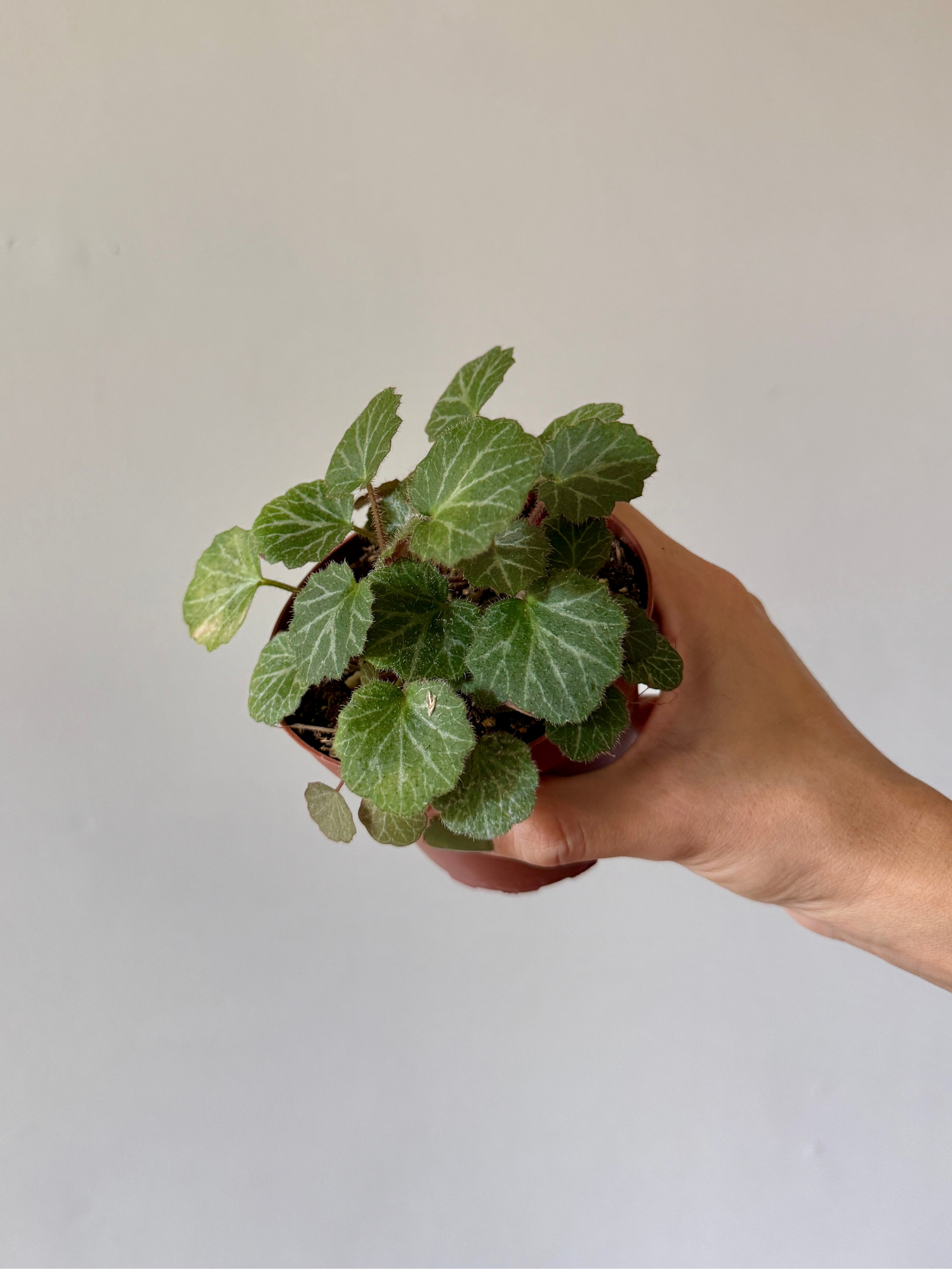 4" Strawberry Begonia