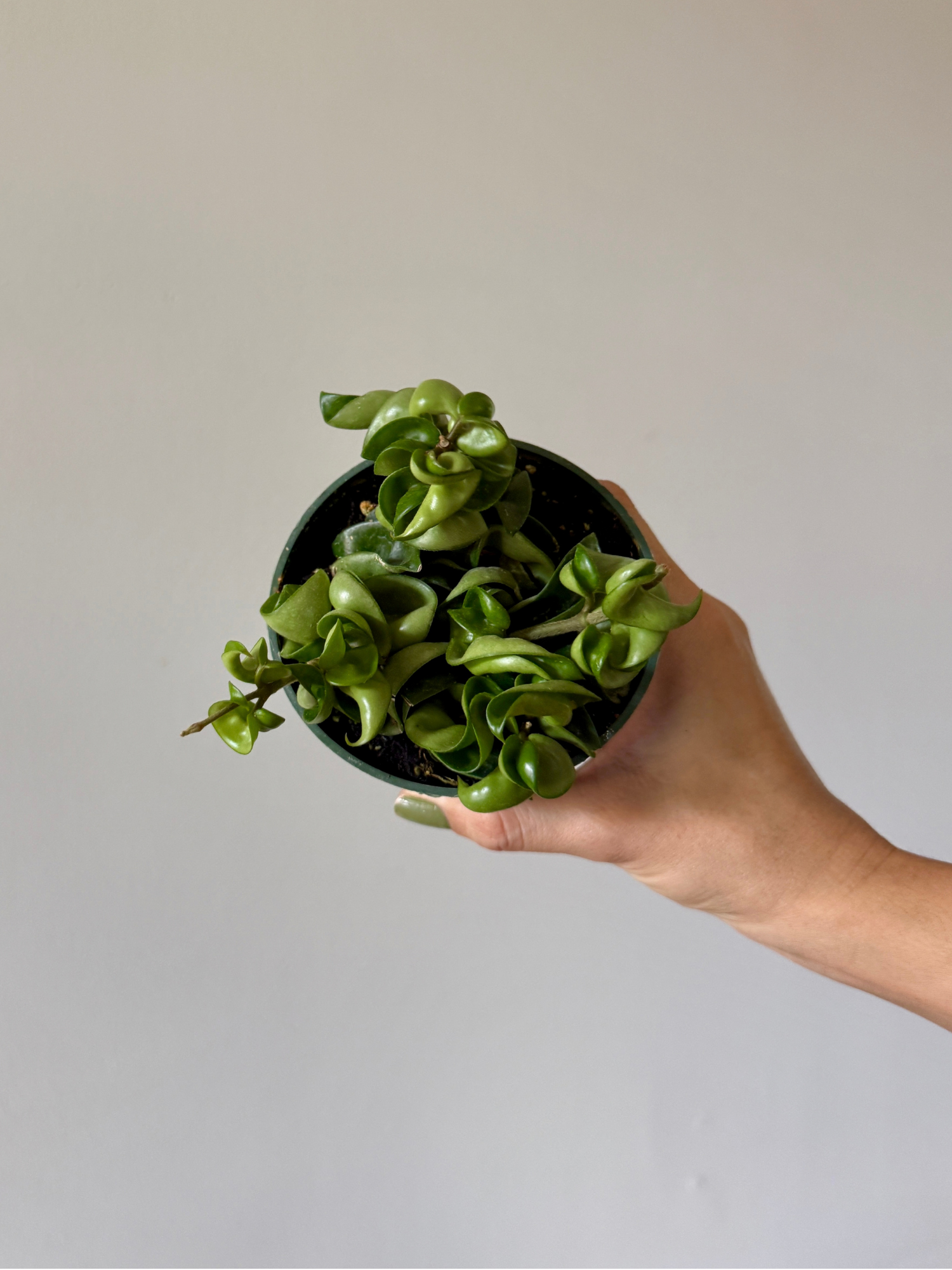 4" Hoya Rope
