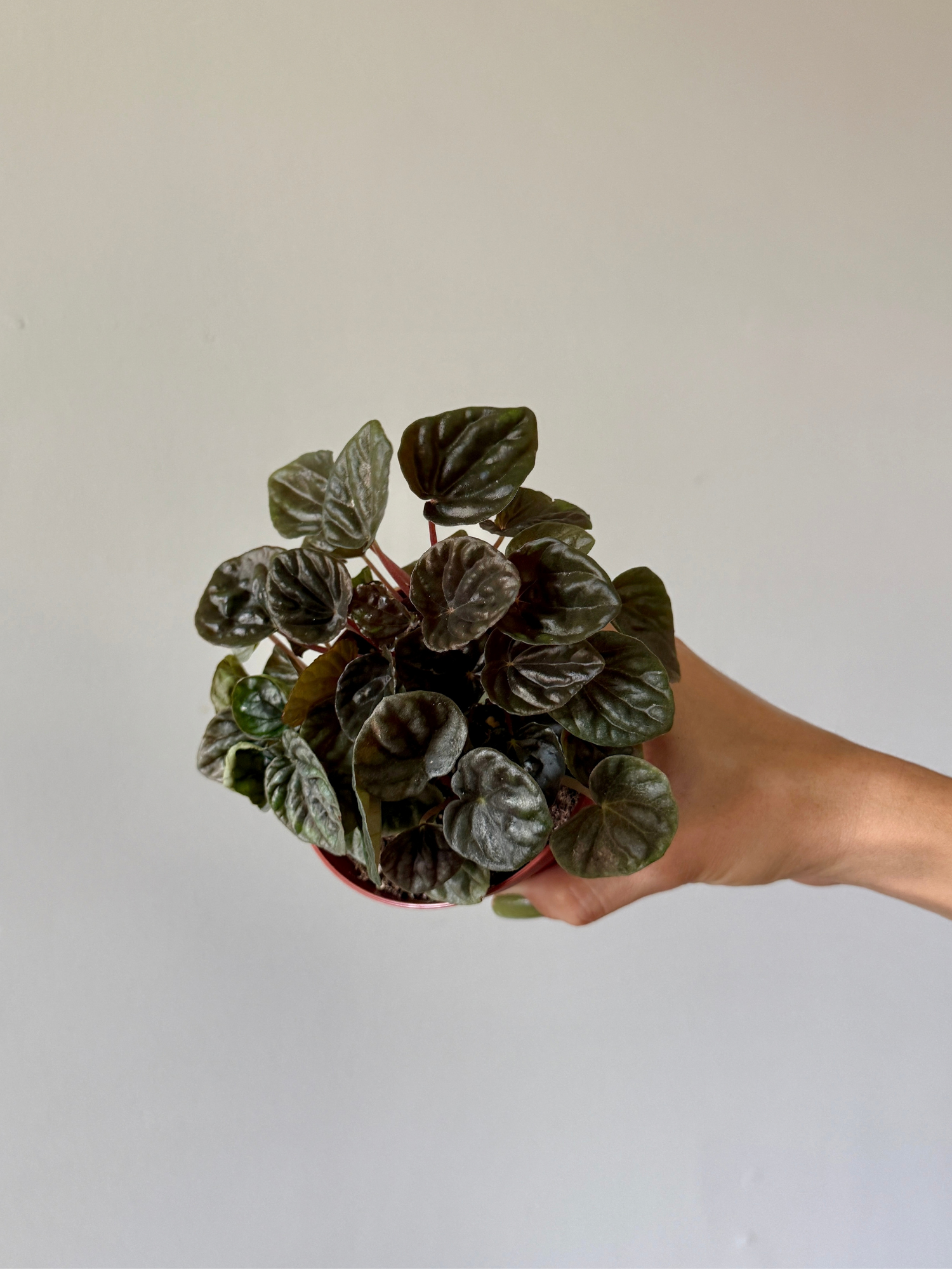 4" Peperomia Ripple