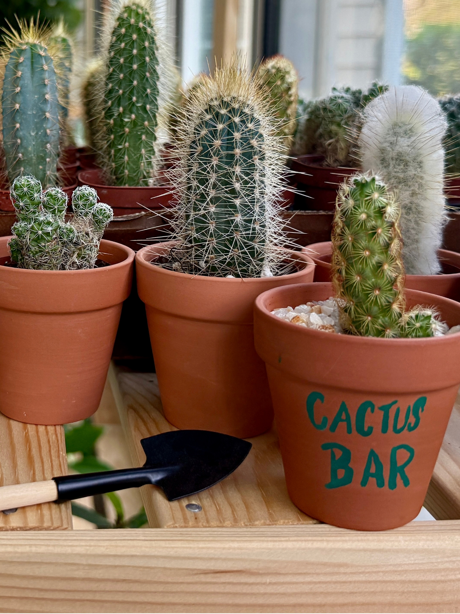 Cactus bar 1.png