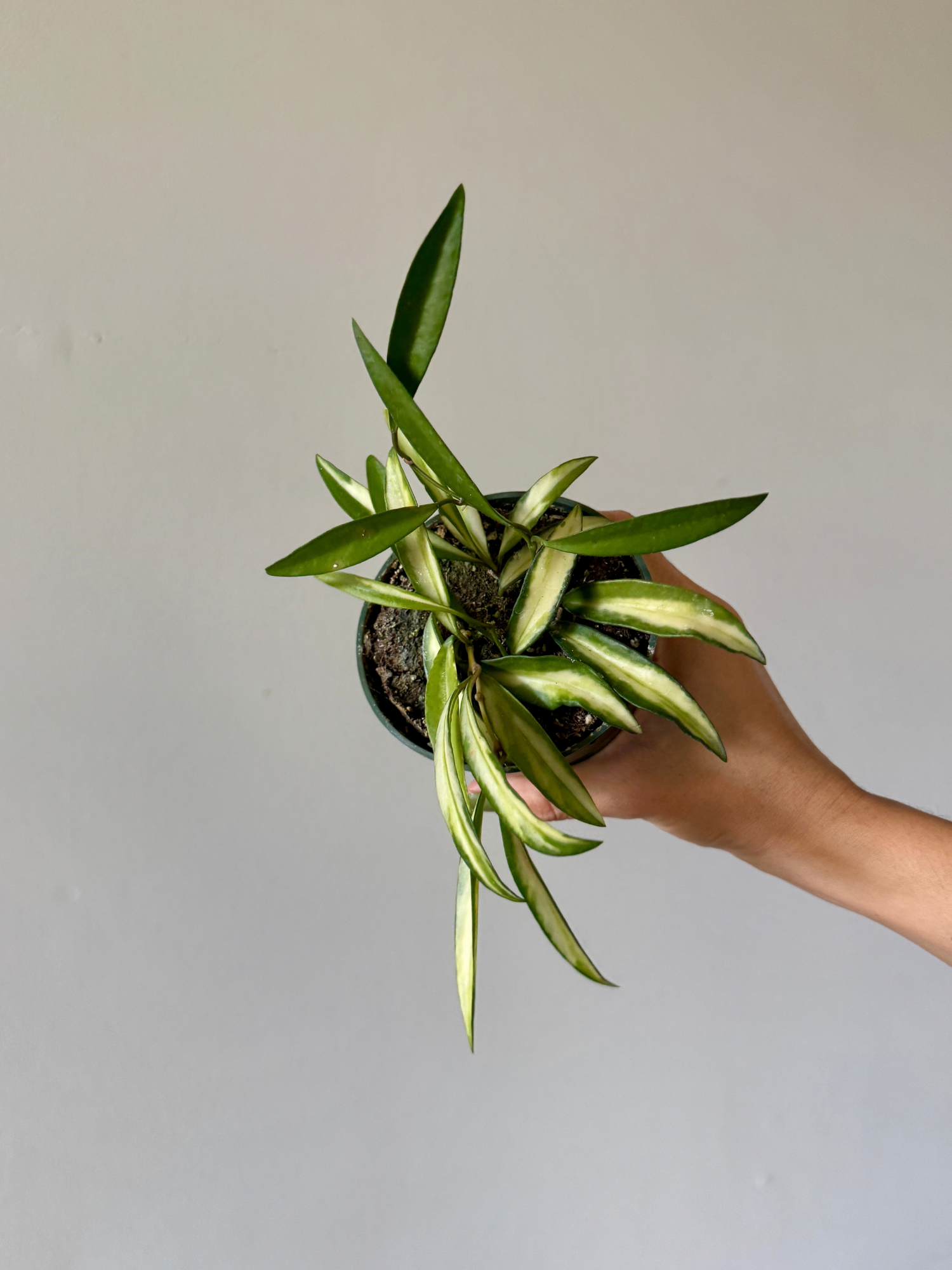 4" Hoya Kentiana Variegata