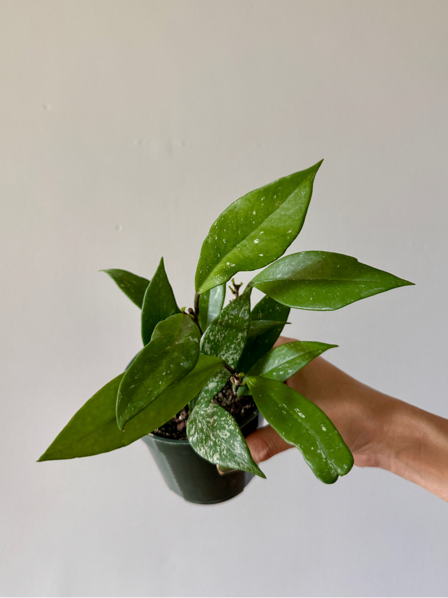 4" Hoya Pubicalyx