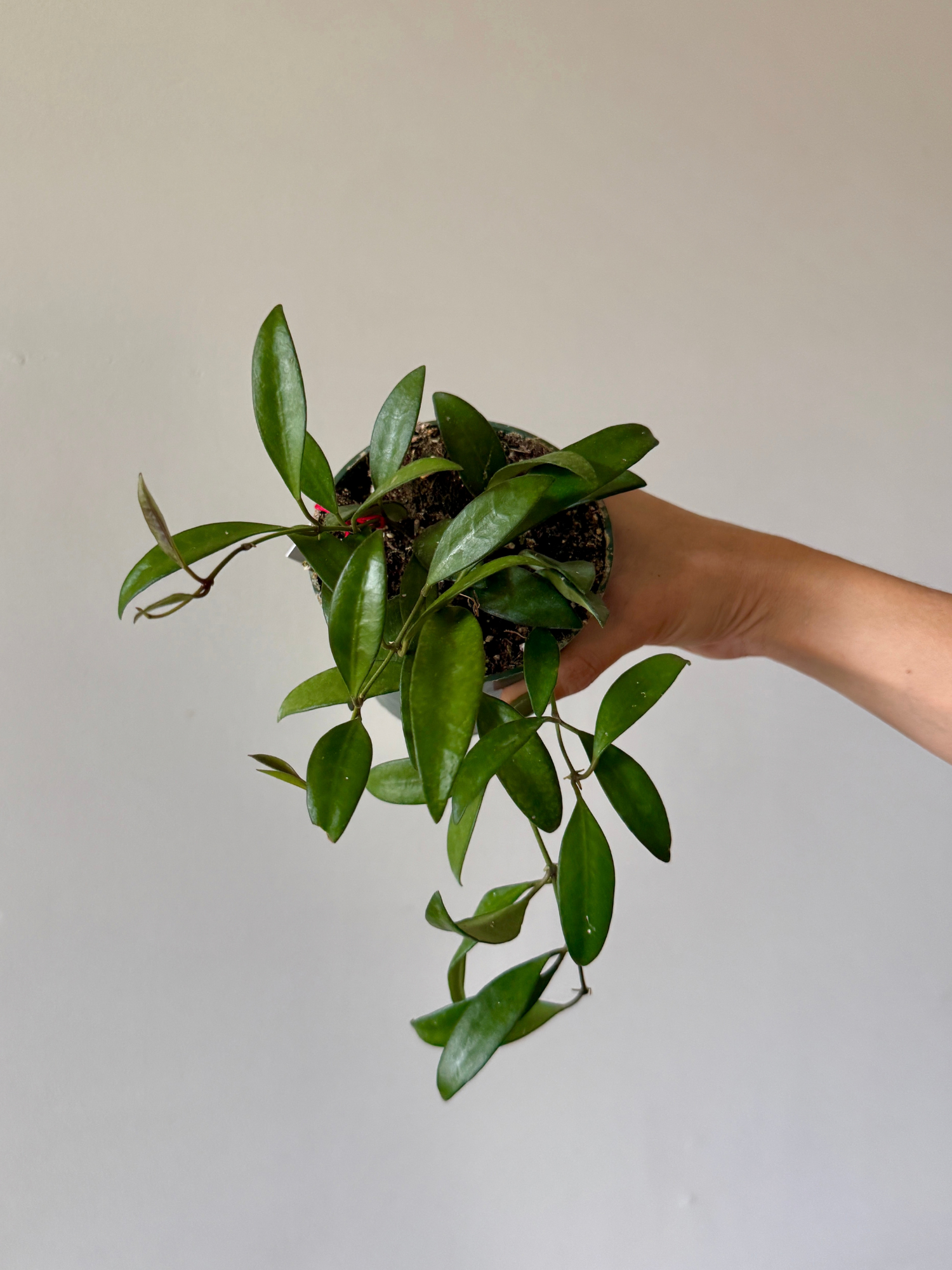 4" Hoya Bilobata
