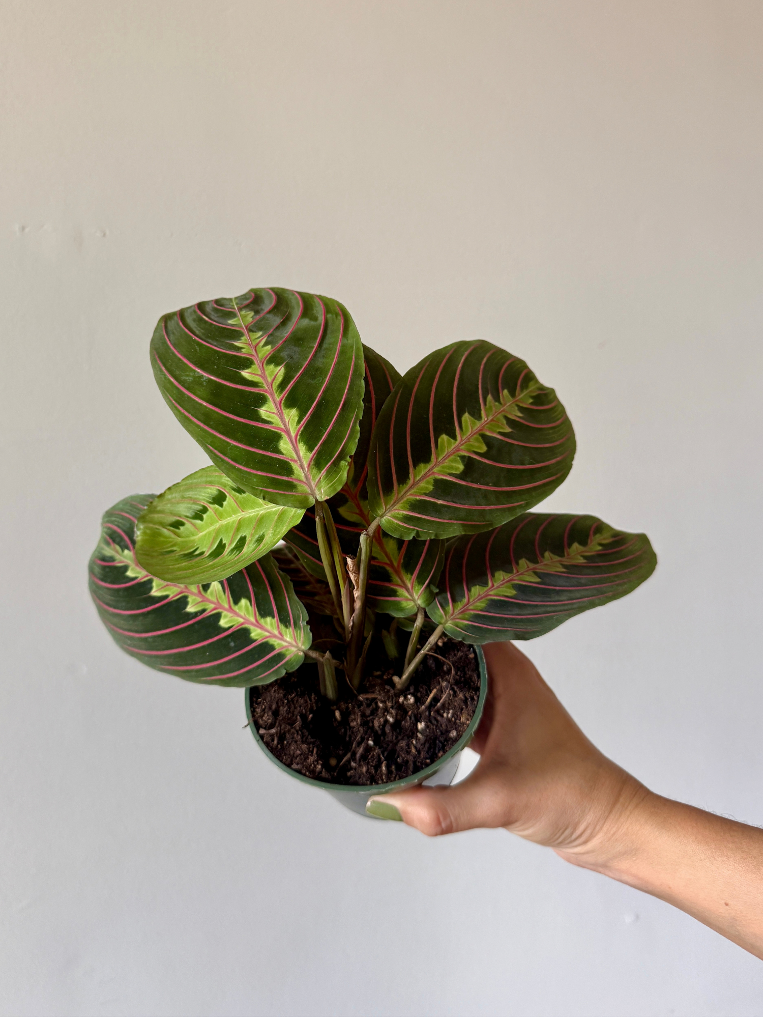 4" Maranta Red Prayer