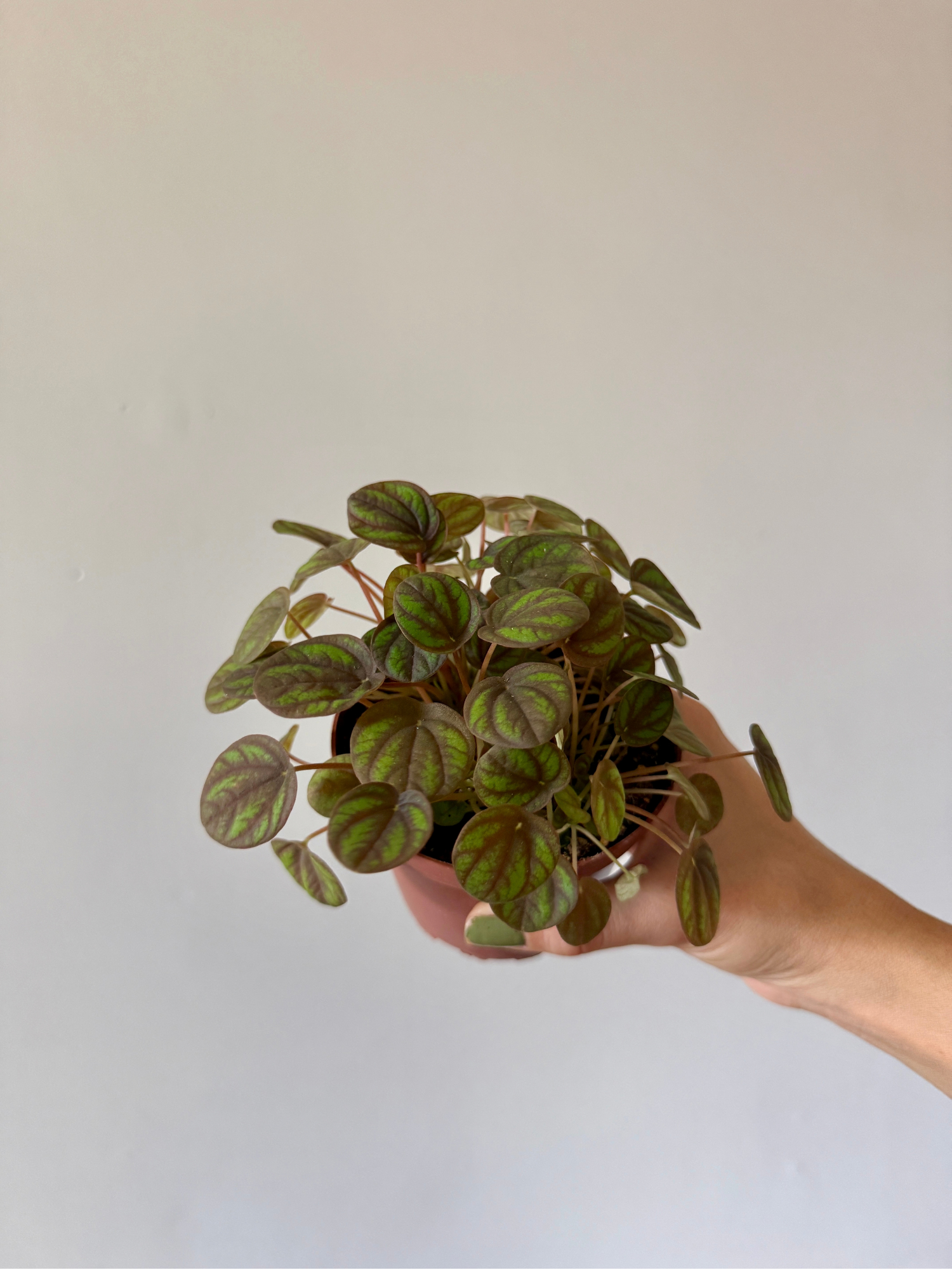 4" Peperomia Peppermill
