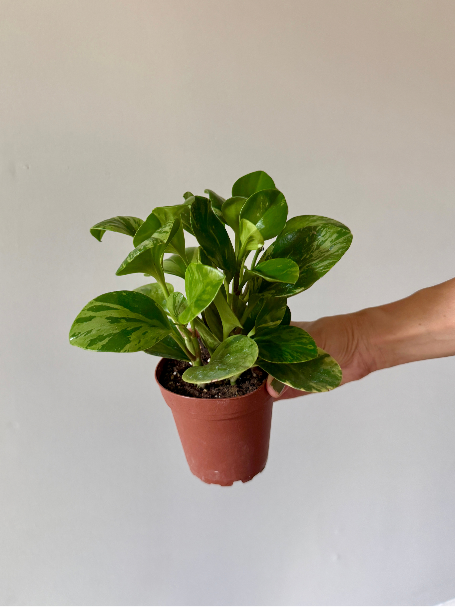 4" Peperomia Variegated Rubber Plant