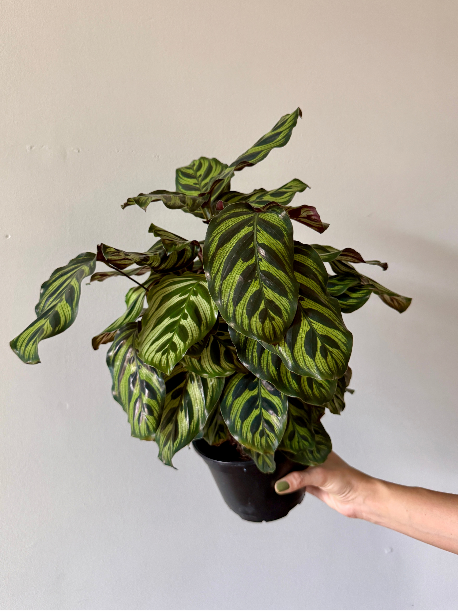 6" Calathea Peacock