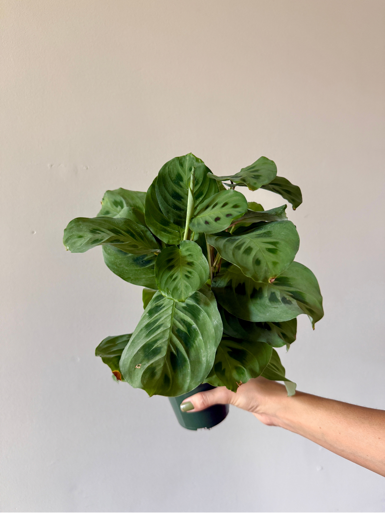 4" Rabbit's Foot Maranta