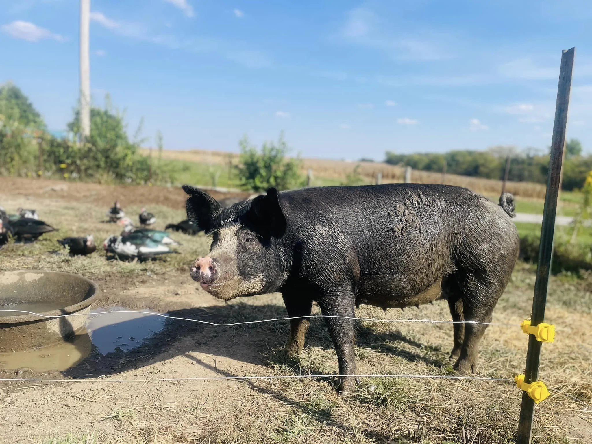 pig tily.jpg