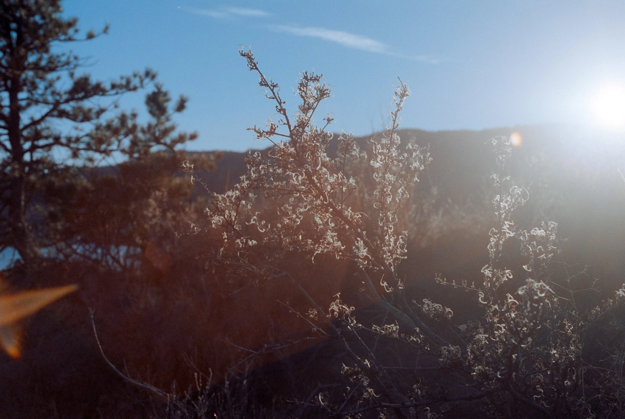 AB_Colorado-Cinestill 400D-59.jpg