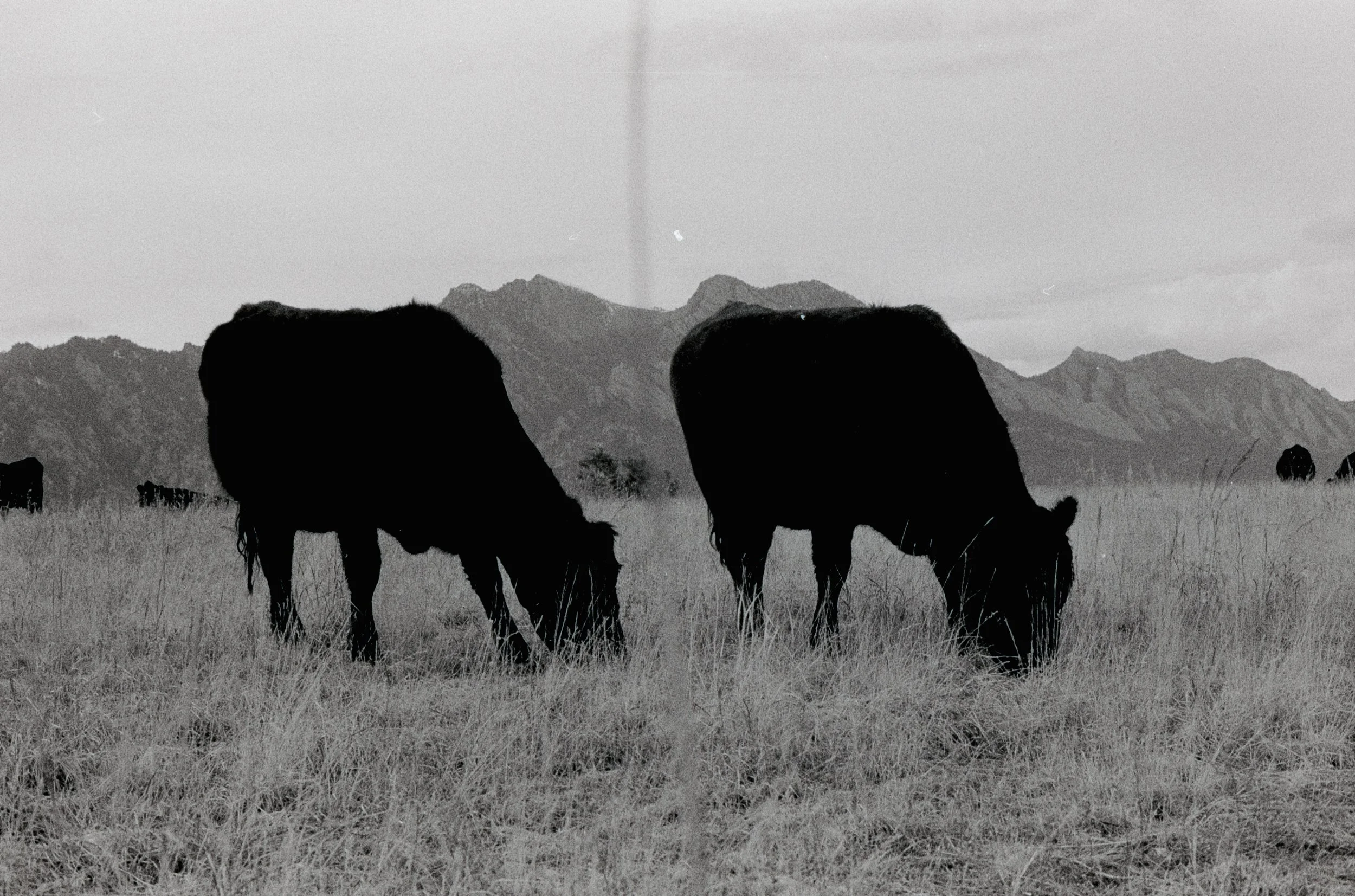 AB_Flat Irons Prairie Vista_B&W-18.jpg