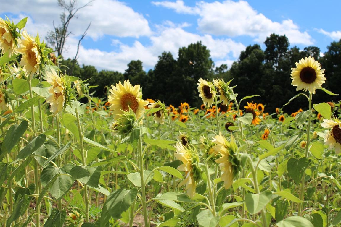 Pictures in the Sunflower Field