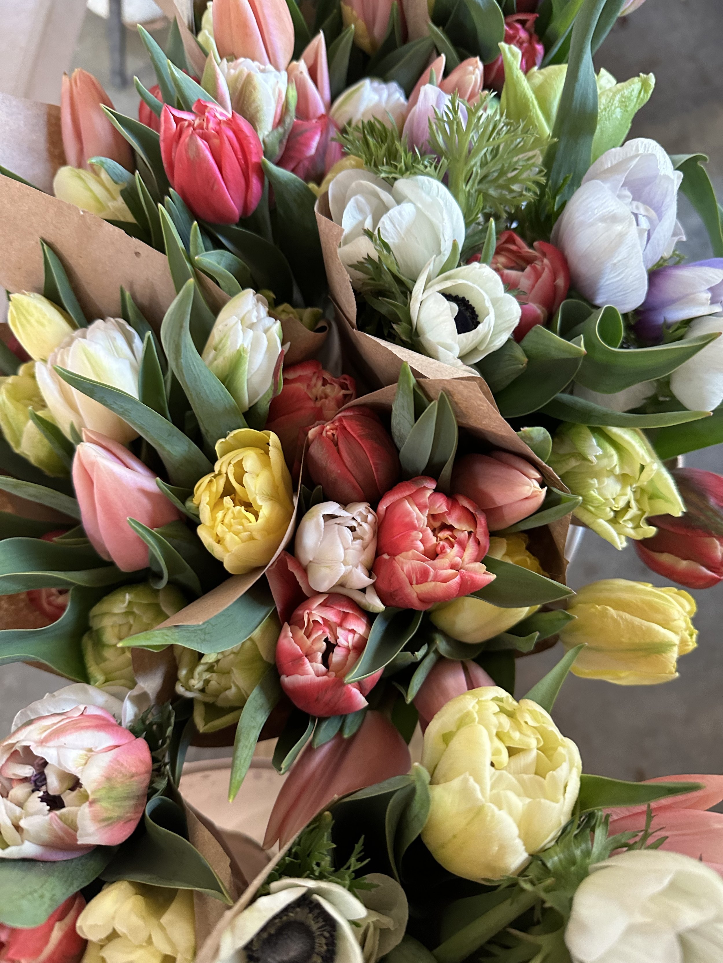 CSA 4-week Tulip subscription