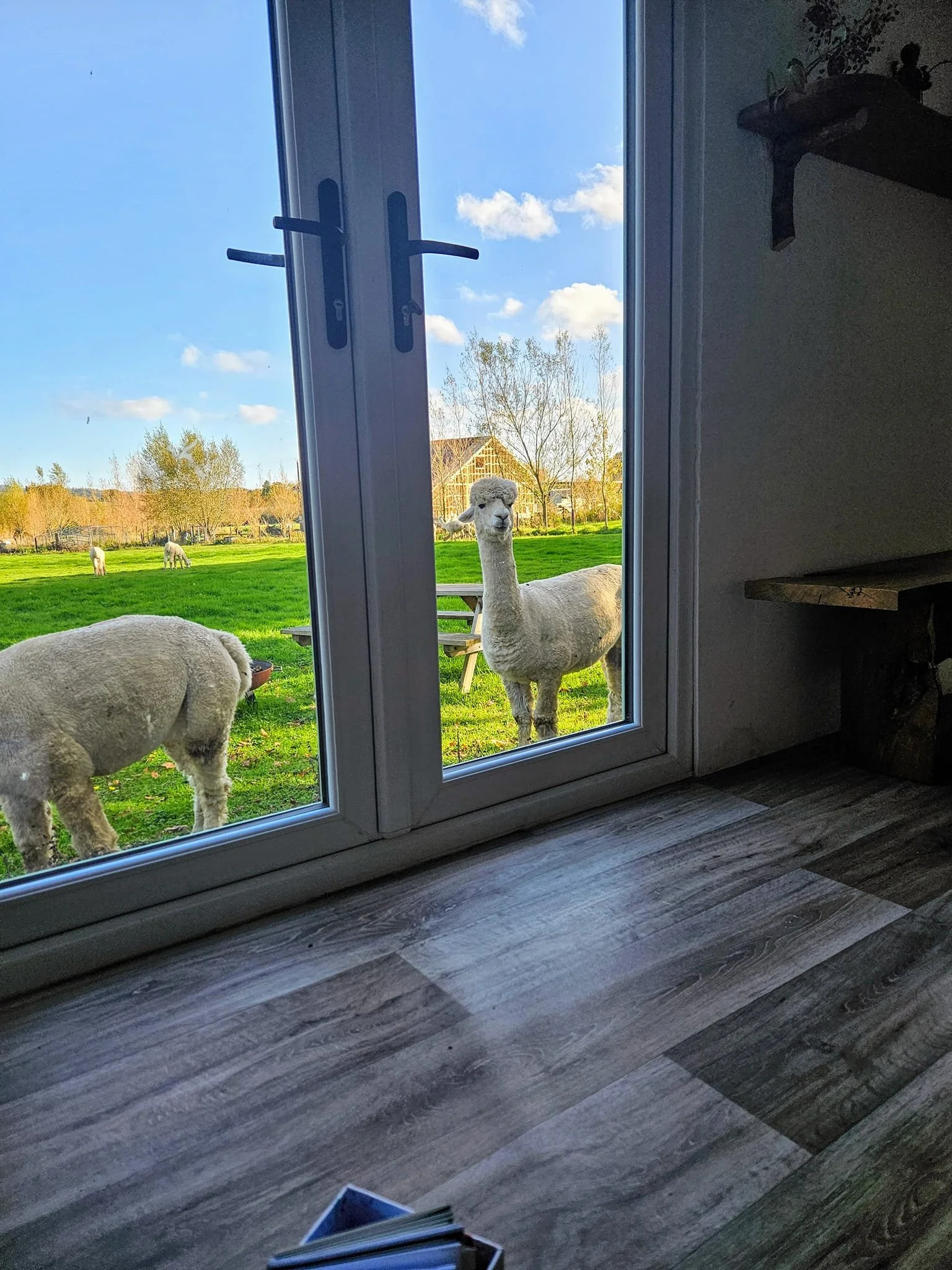 Alpaca Farm - Women's Yoga & Wellness Retreat