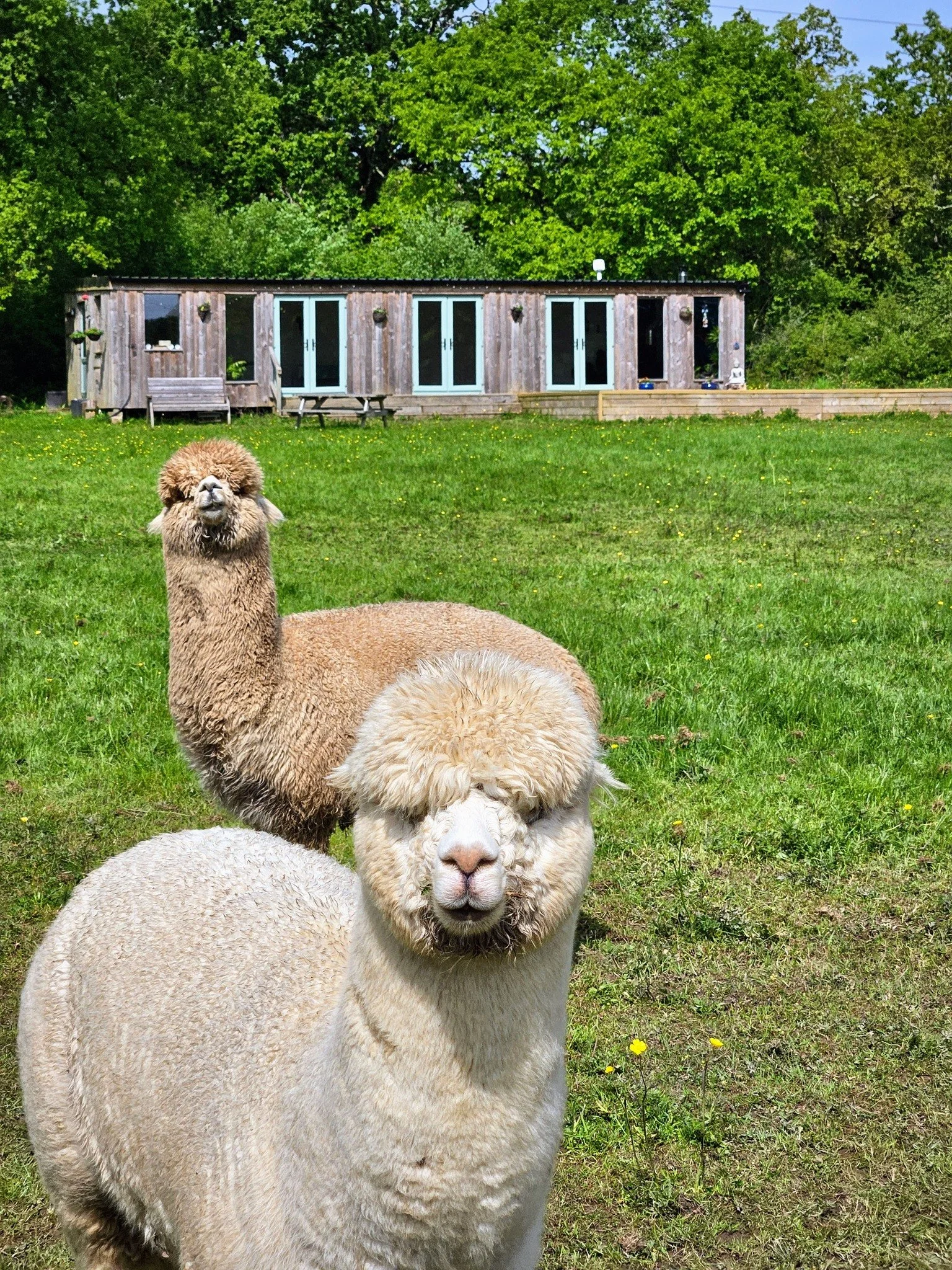 Alpaca Farm - Women's Yoga & Wellness Retreat ,