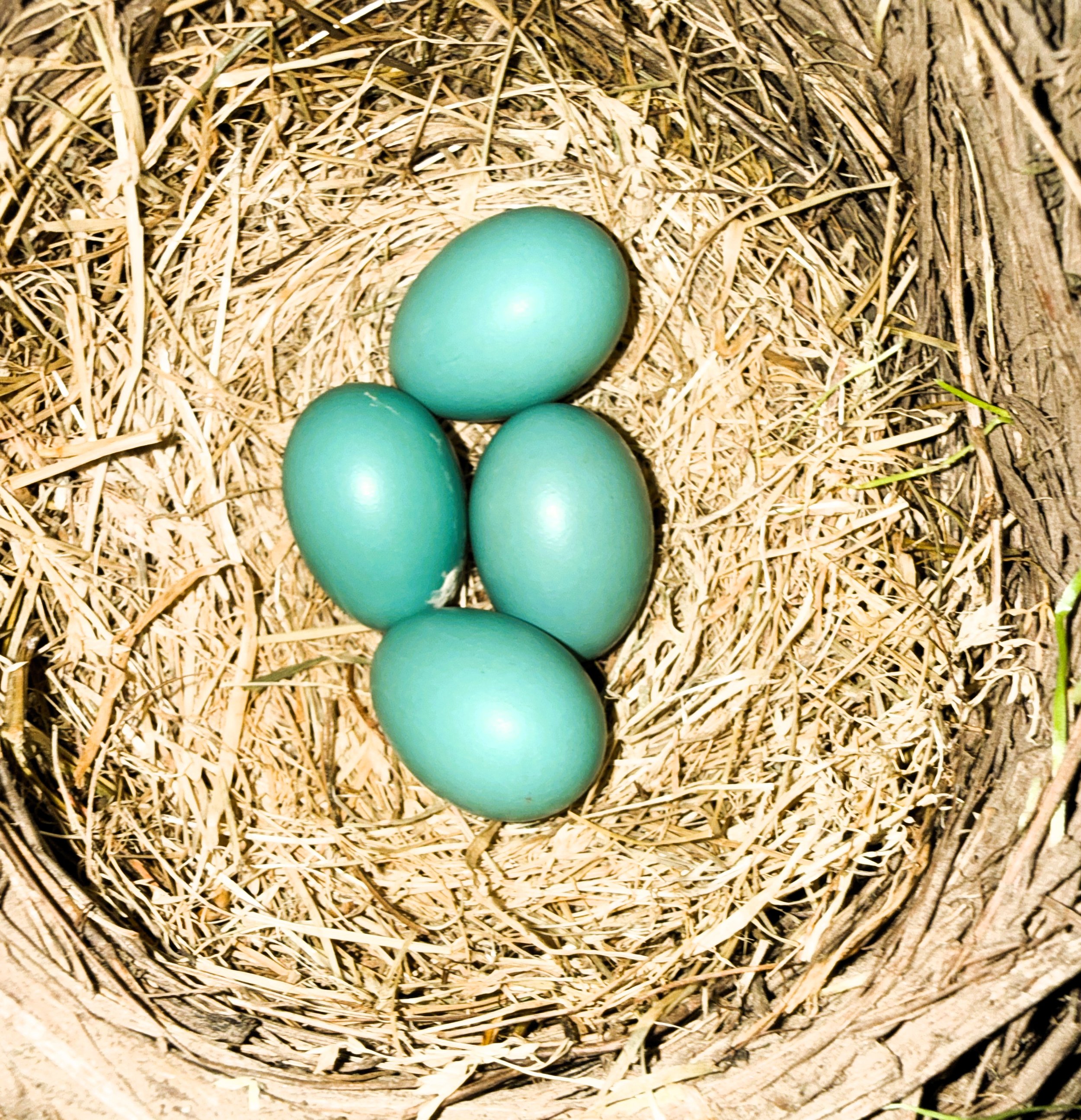 Blue robin eggs in a nest.