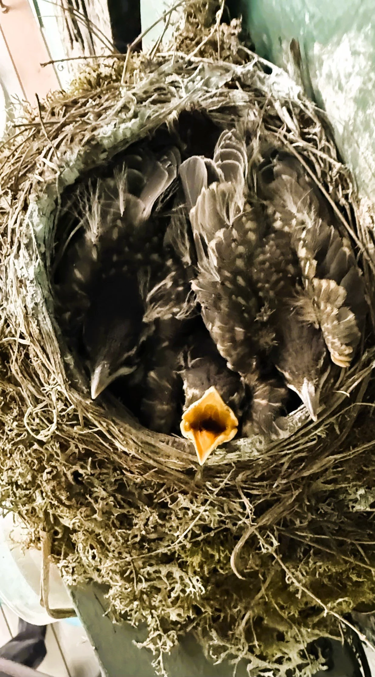baby robin in a nest with its mouth open, next to other nestlings