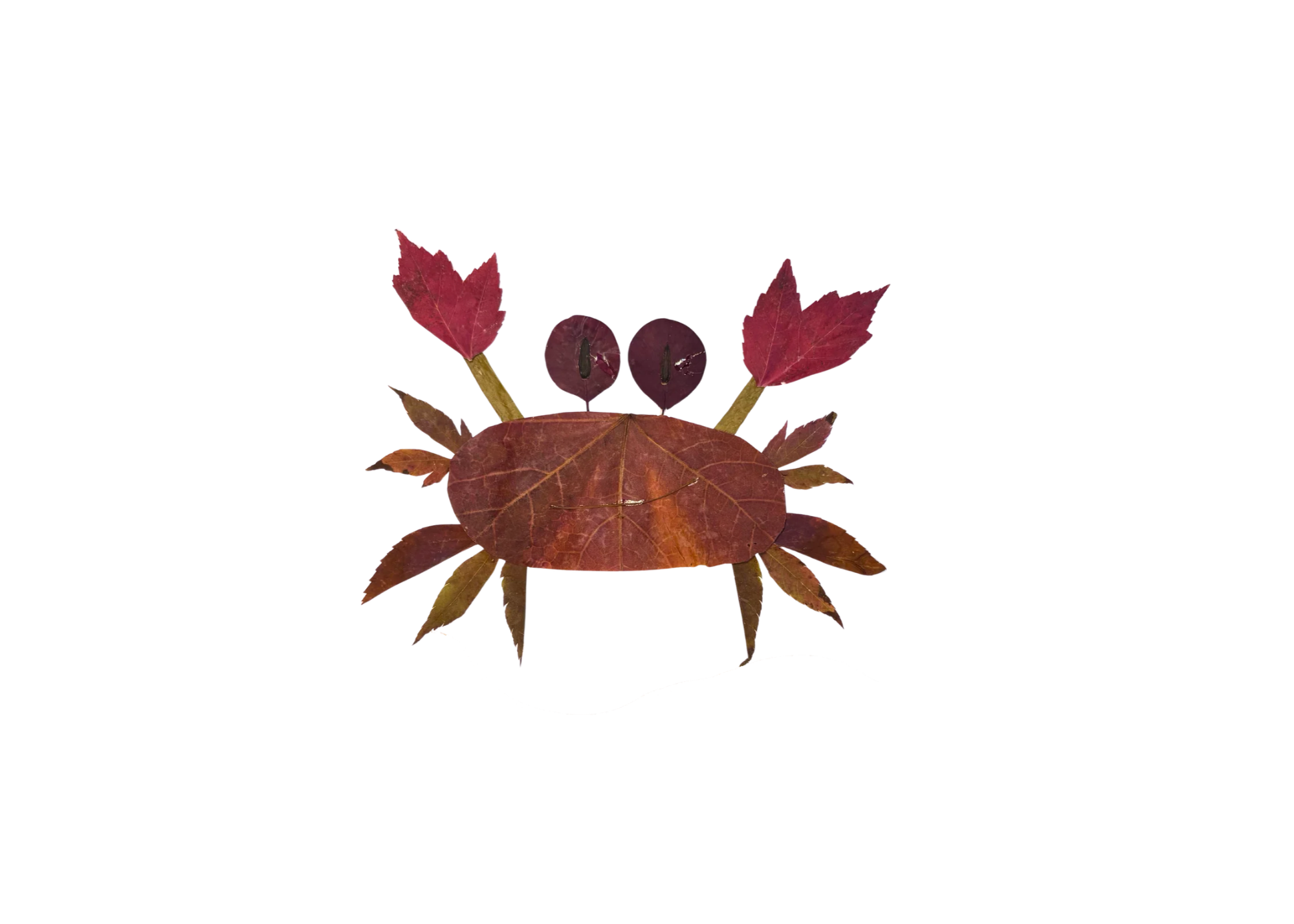 Dungeness Crab