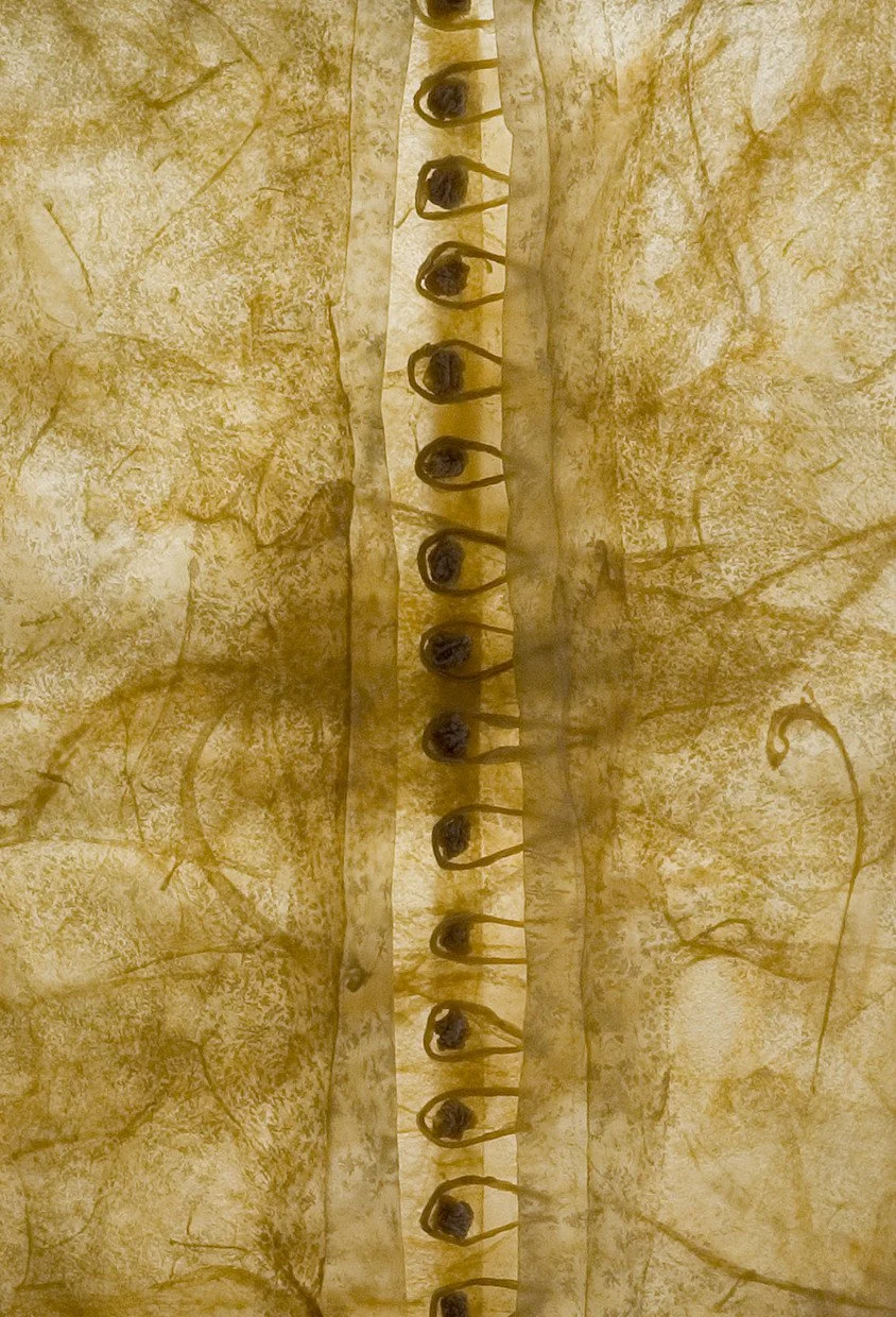 3_Late Bloomer Notion Detail.jpg