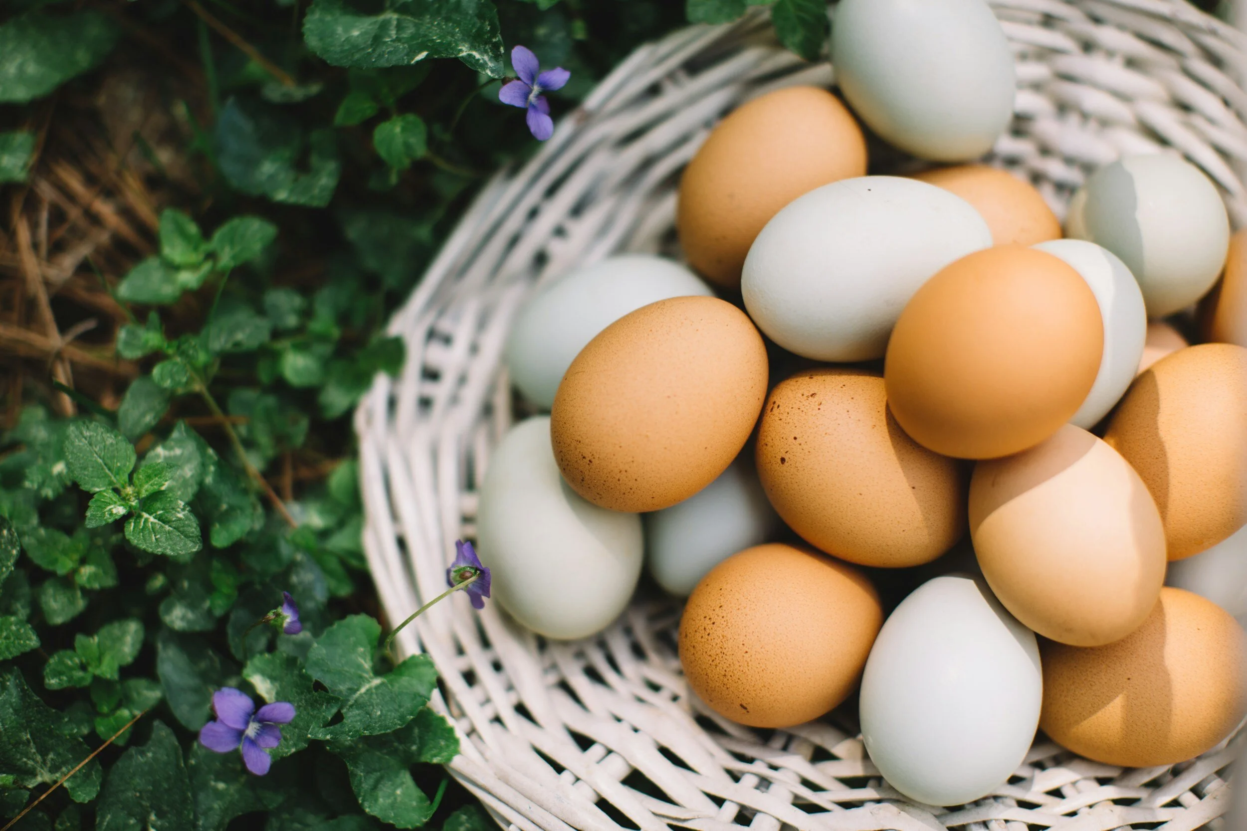 A basket filled with brown, white, and cream-colored pasture raised eggs, placed among green leaves and small purple flowers.