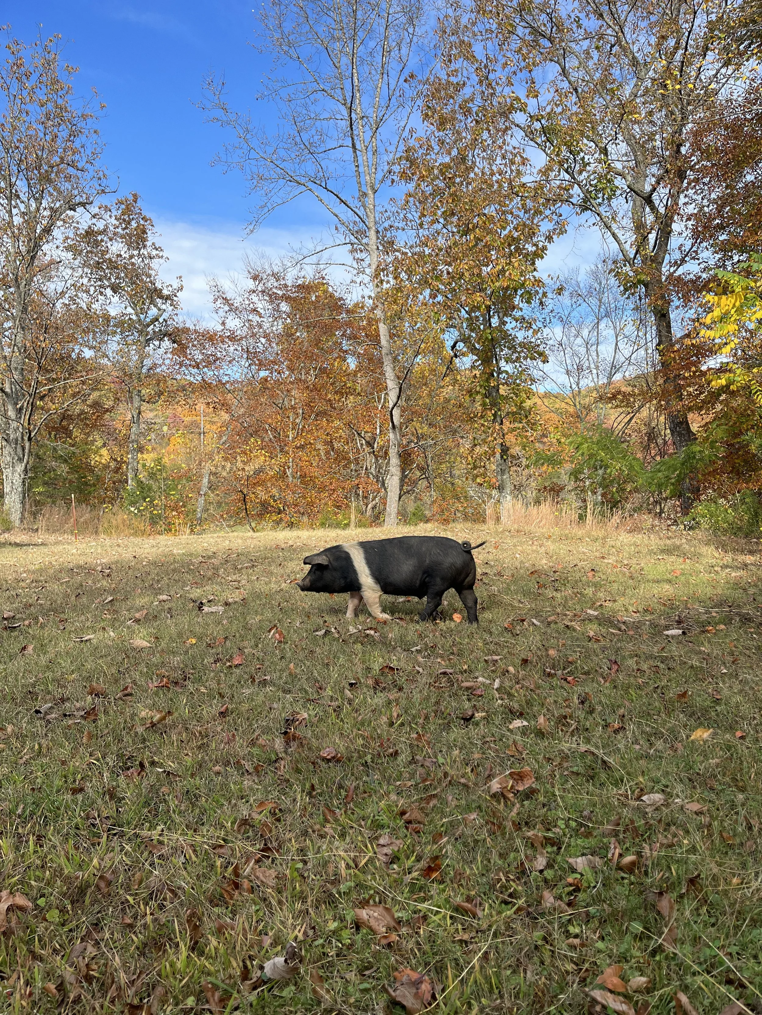 2/4/24 - Lard is making a comeback for 3 healthy reasons!