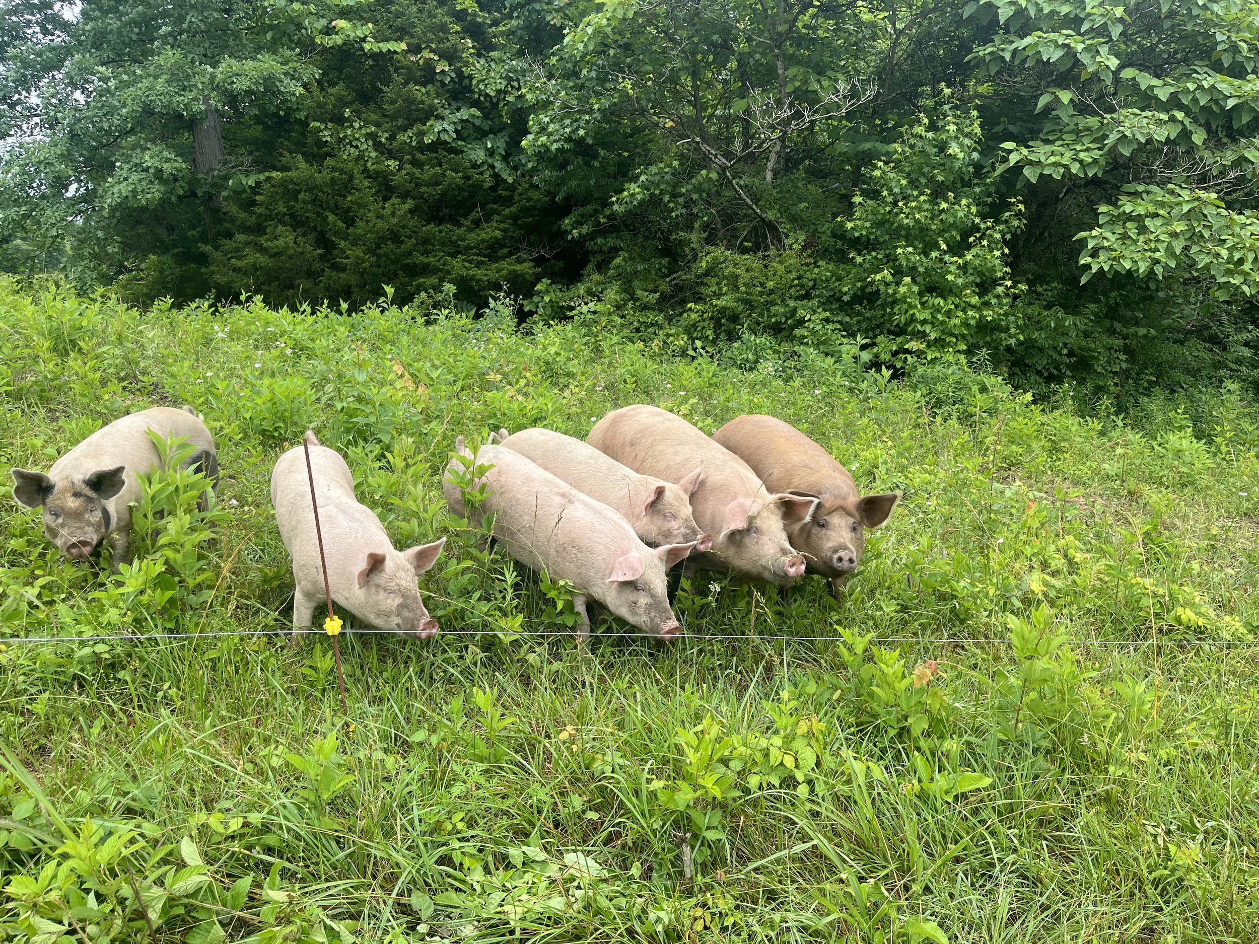 12/22/23 - PIGS…Did you know?