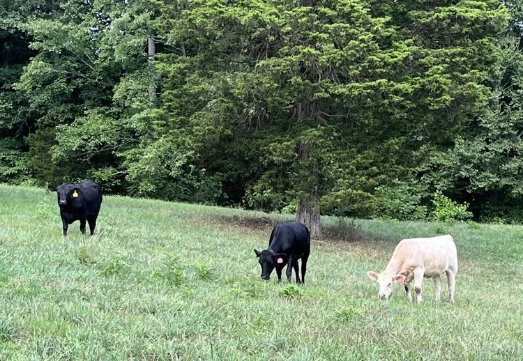 August 2024 Newsletter