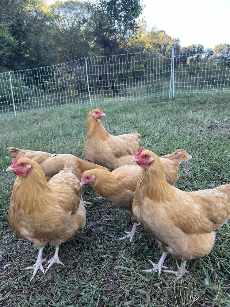 October 2025 Newsletter