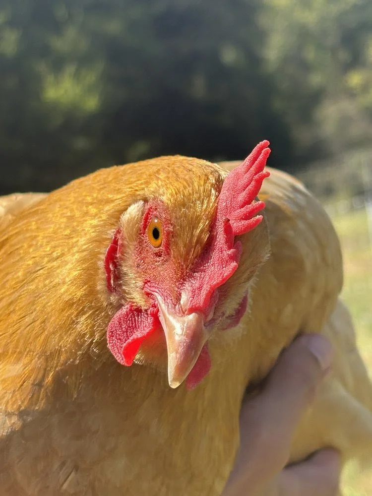 November 2025 Newsletter