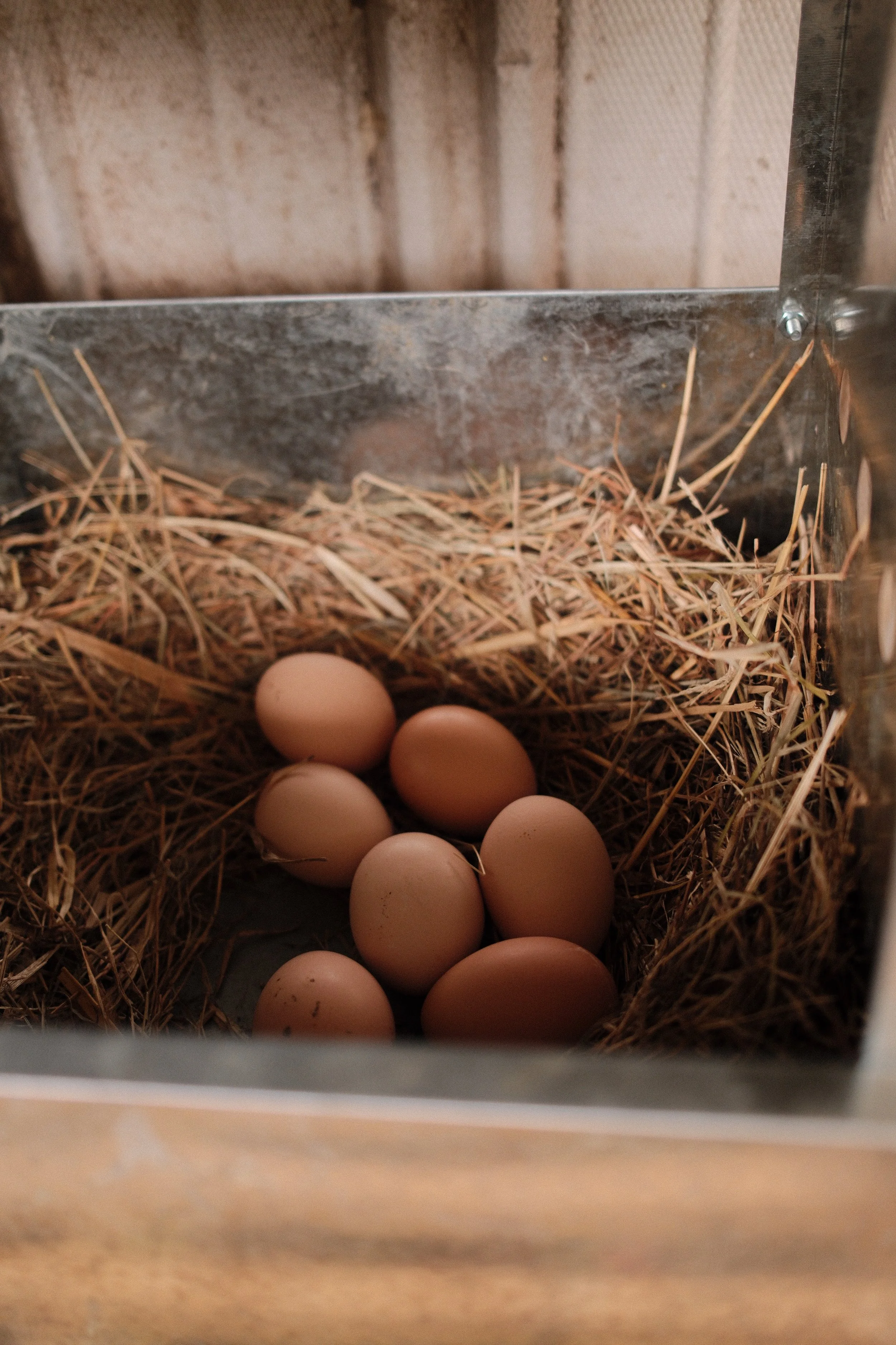 A basket filled with brown, white, and cream-colored pasture raised eggs, placed among green leaves and small purple flowers.