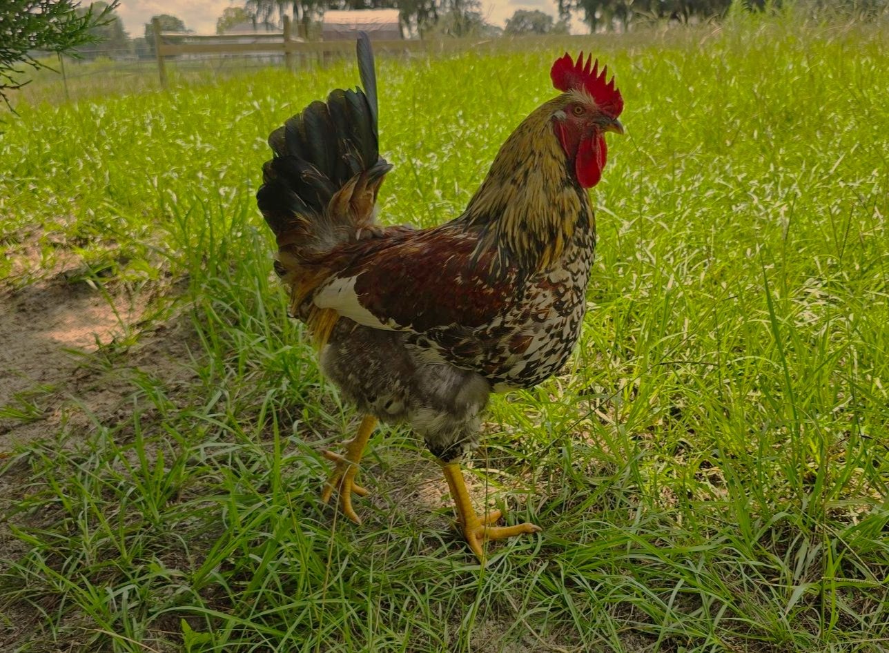 How I Feed My Chickens and Why Pasture-Raised is Not Good Enough