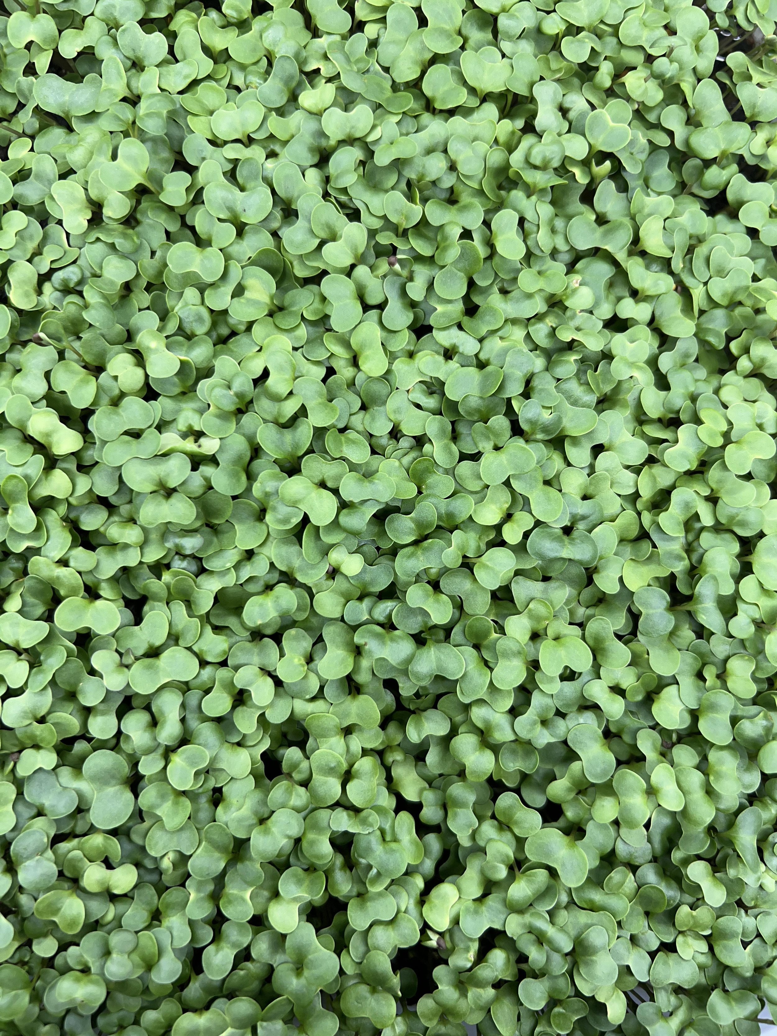 Broccoli.jpg