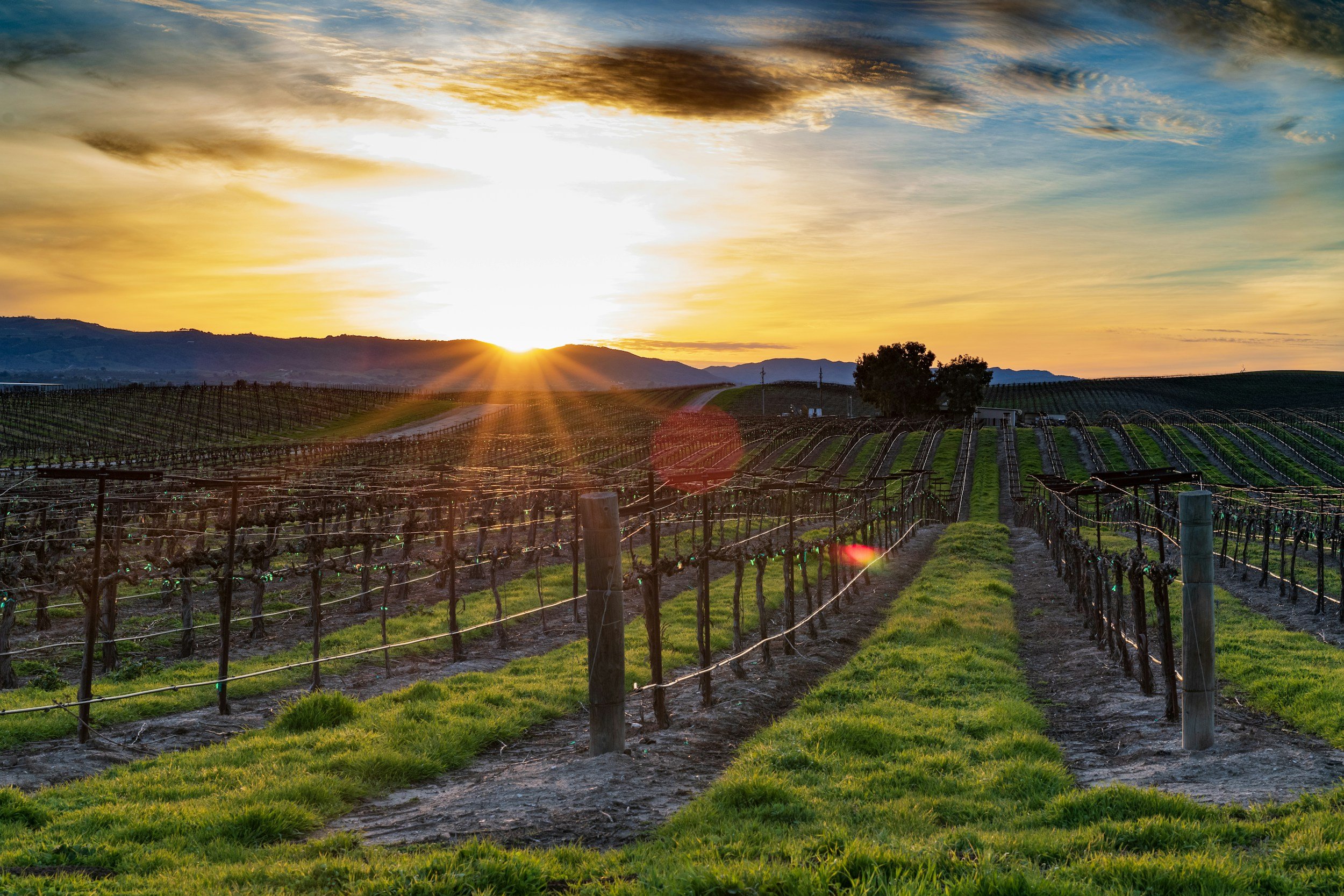 Sunset over vineyards with rows of grapevines and a dirt path, hills in the background, and partly cloudy sky.