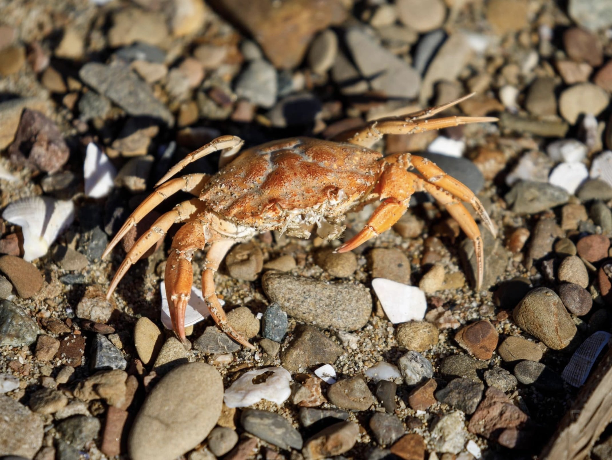 Dungeness crab on pebbles